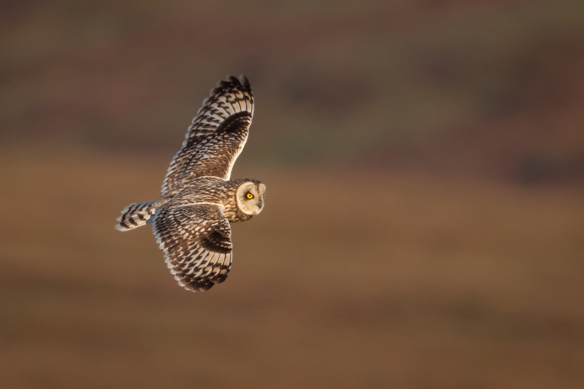 Short-eared Owl