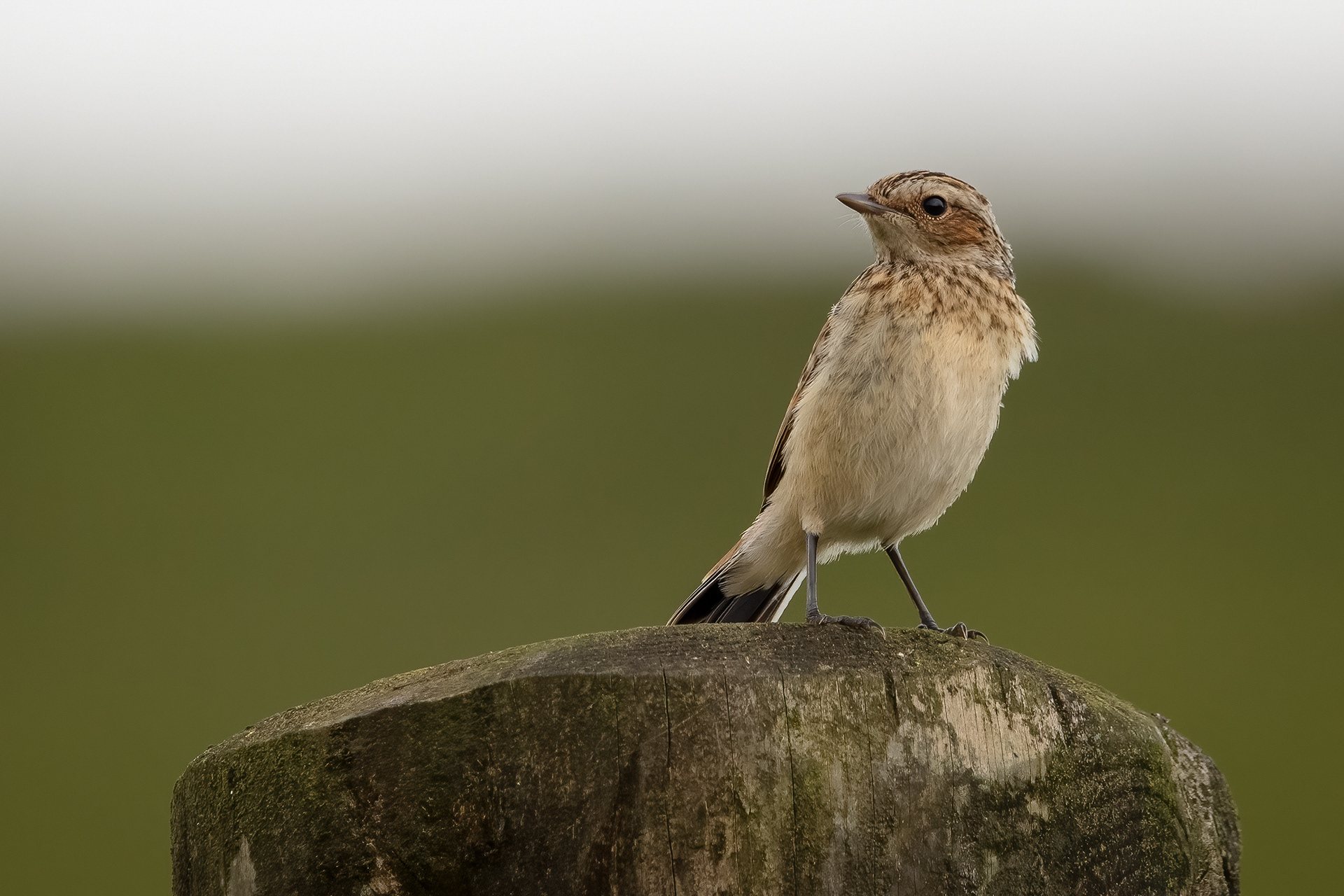 Whinchat (female)