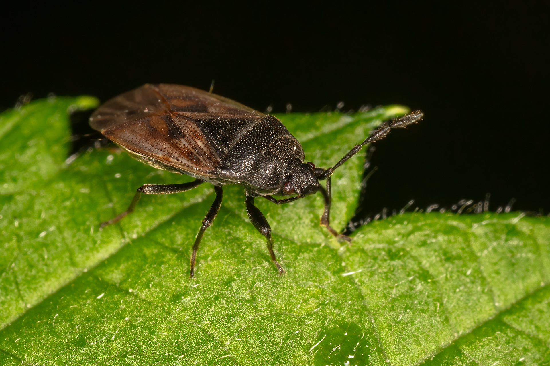 Drymus sylvaticus (Lygaeid)