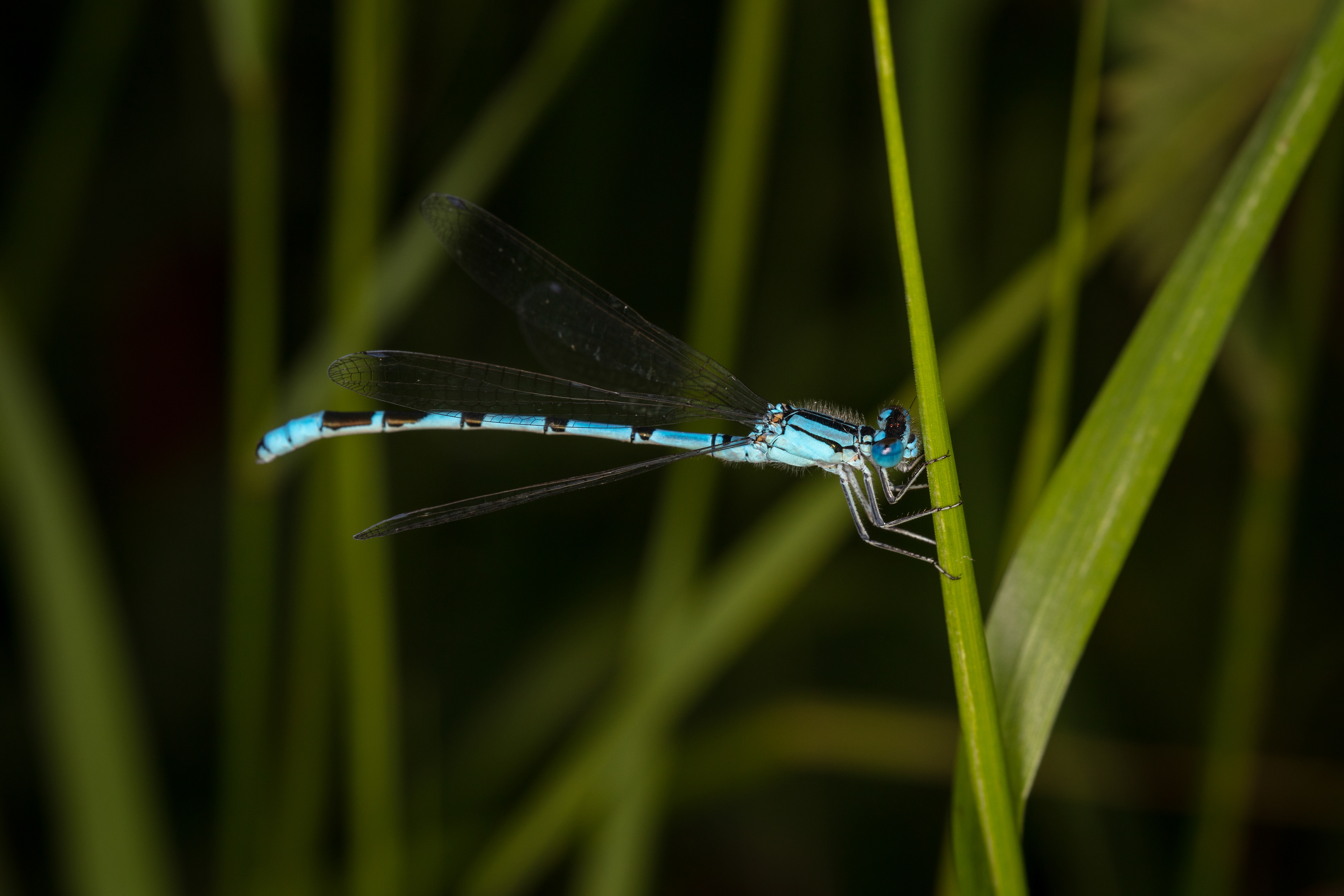 Common Blue Damselfly