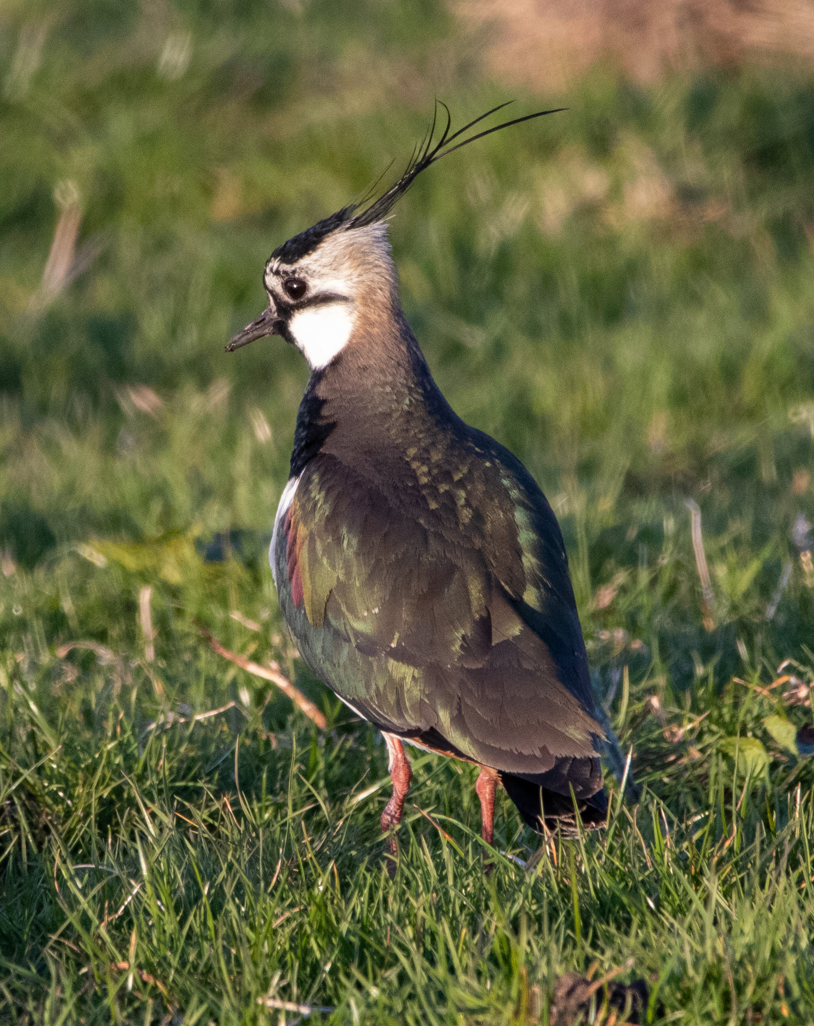 Lapwing