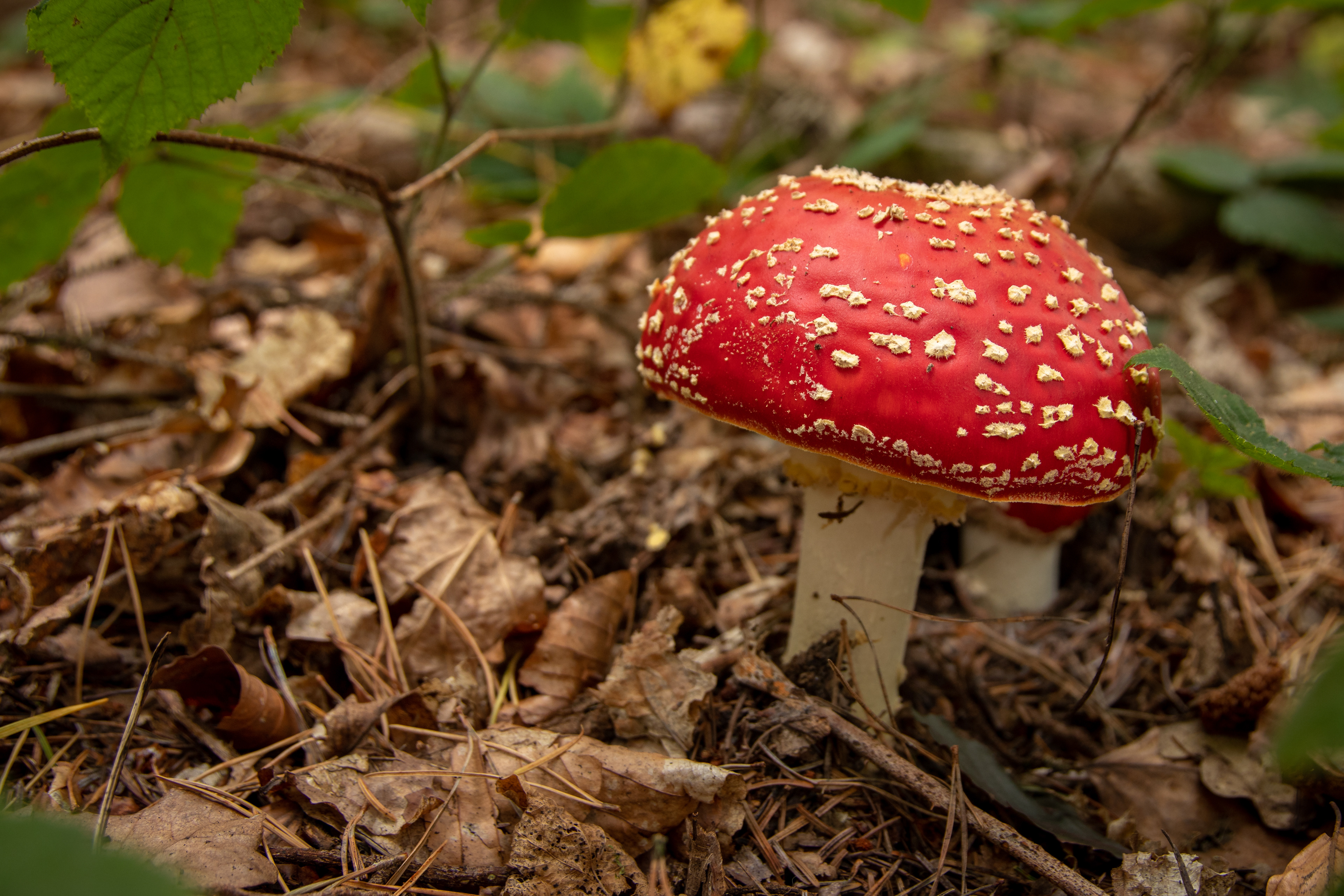Fly Agaric