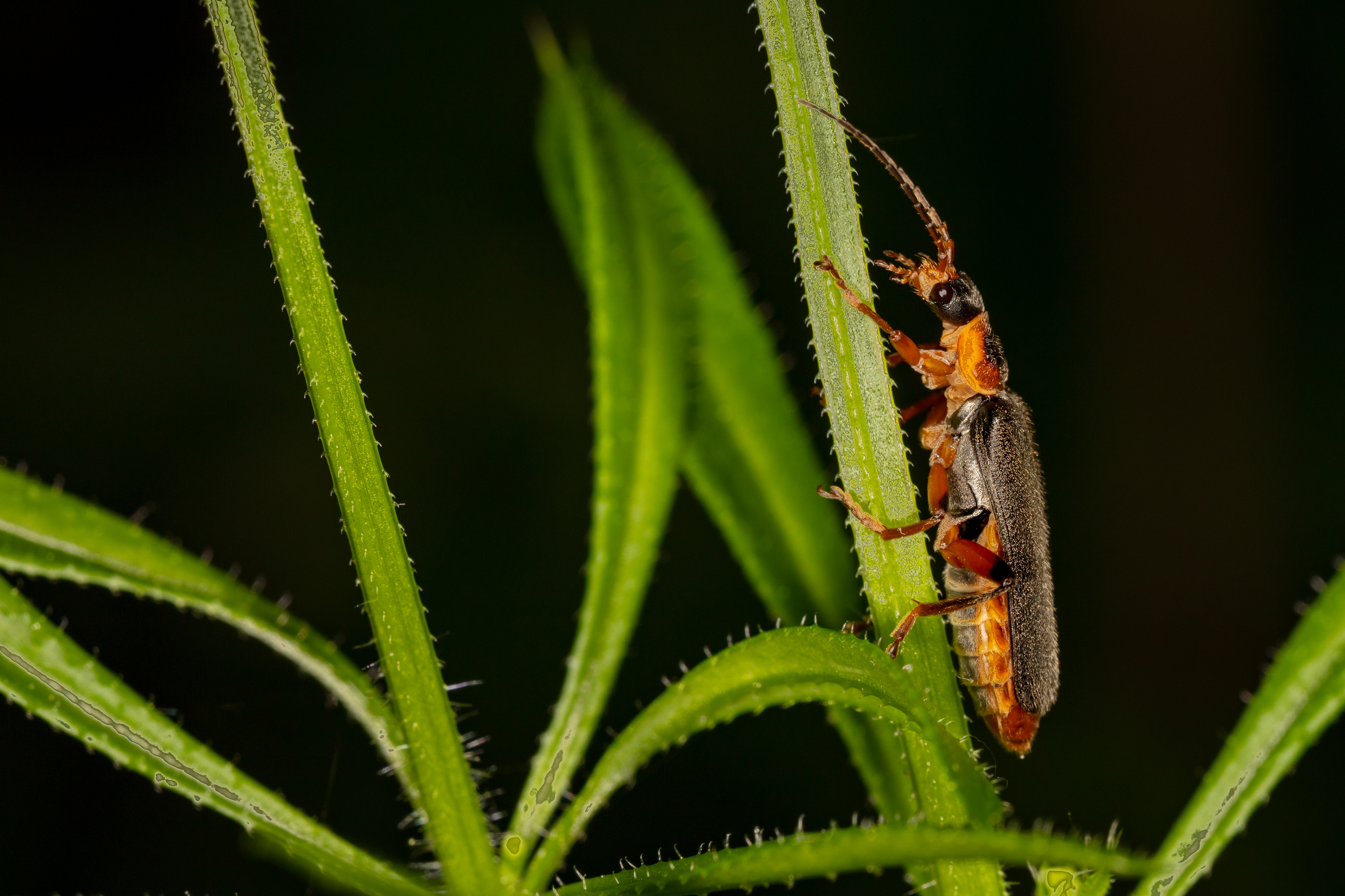 Soldier Beetle