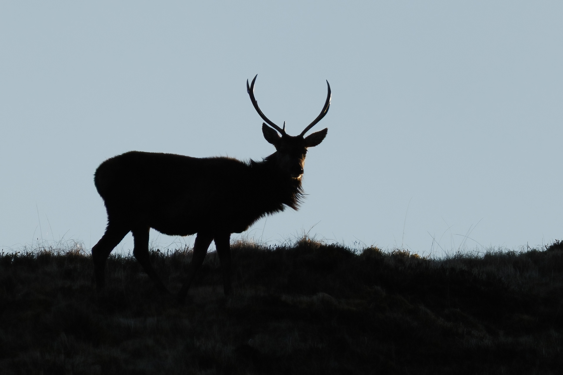 Red Stag