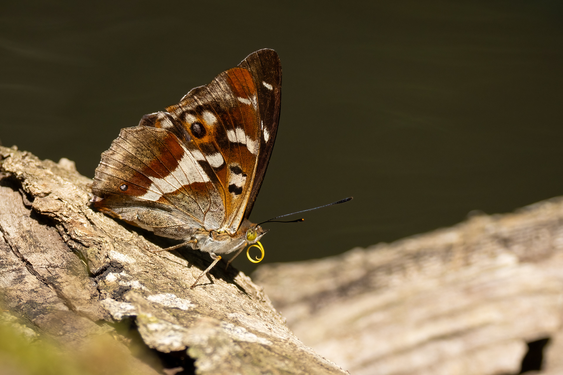 Purple Emperor Butterfly