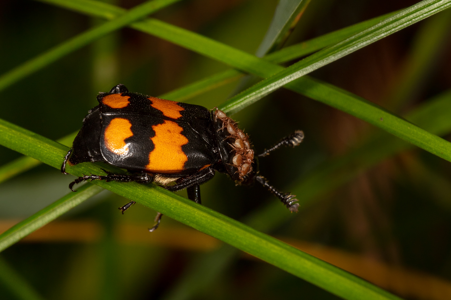 Common Sexton Burying Beetle 