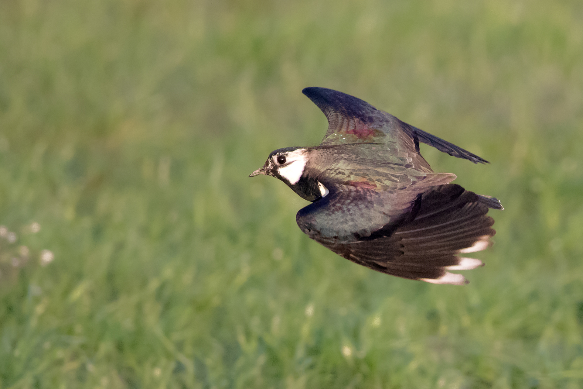 Lapwing