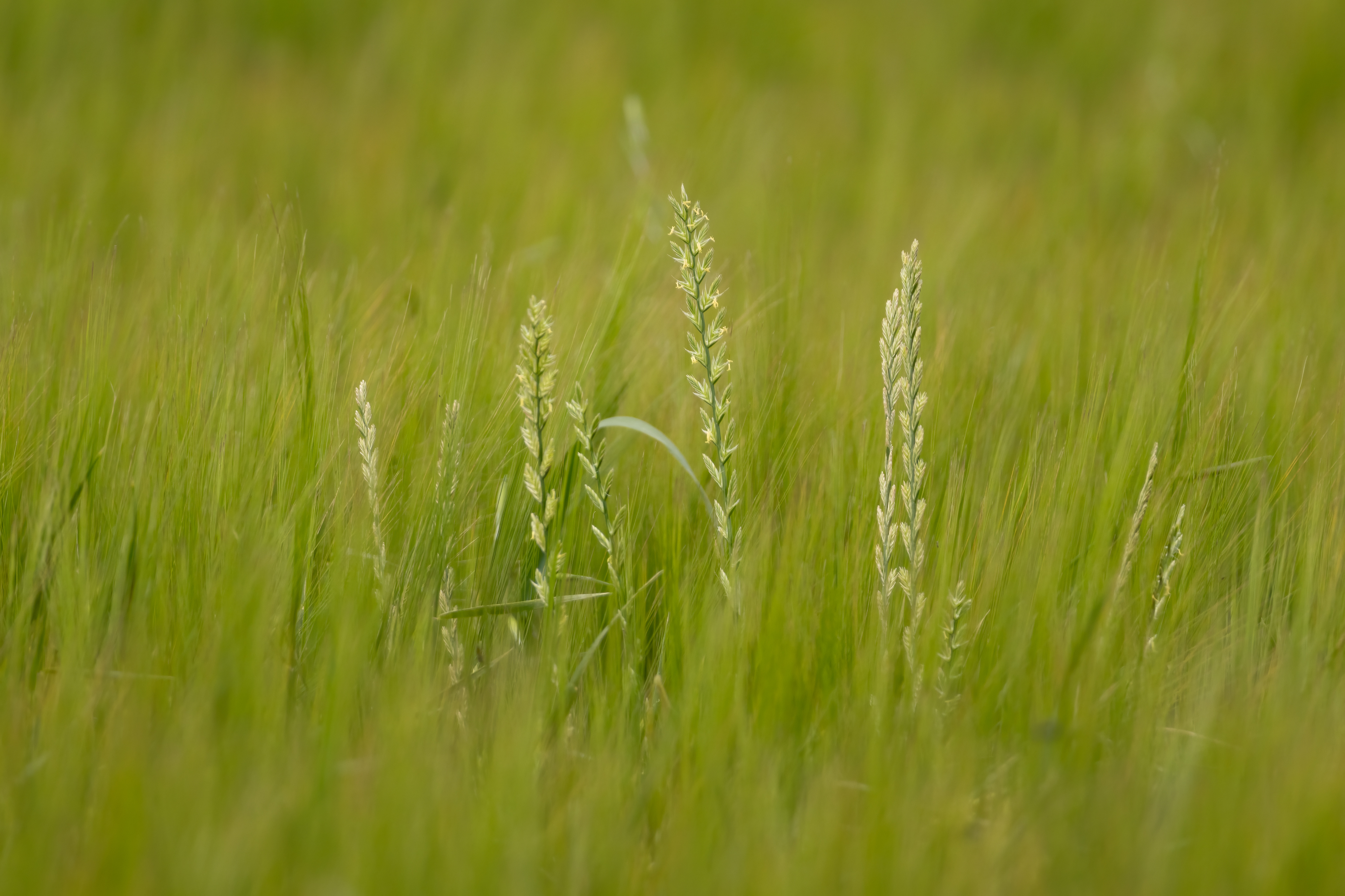 Grass field, Cubley