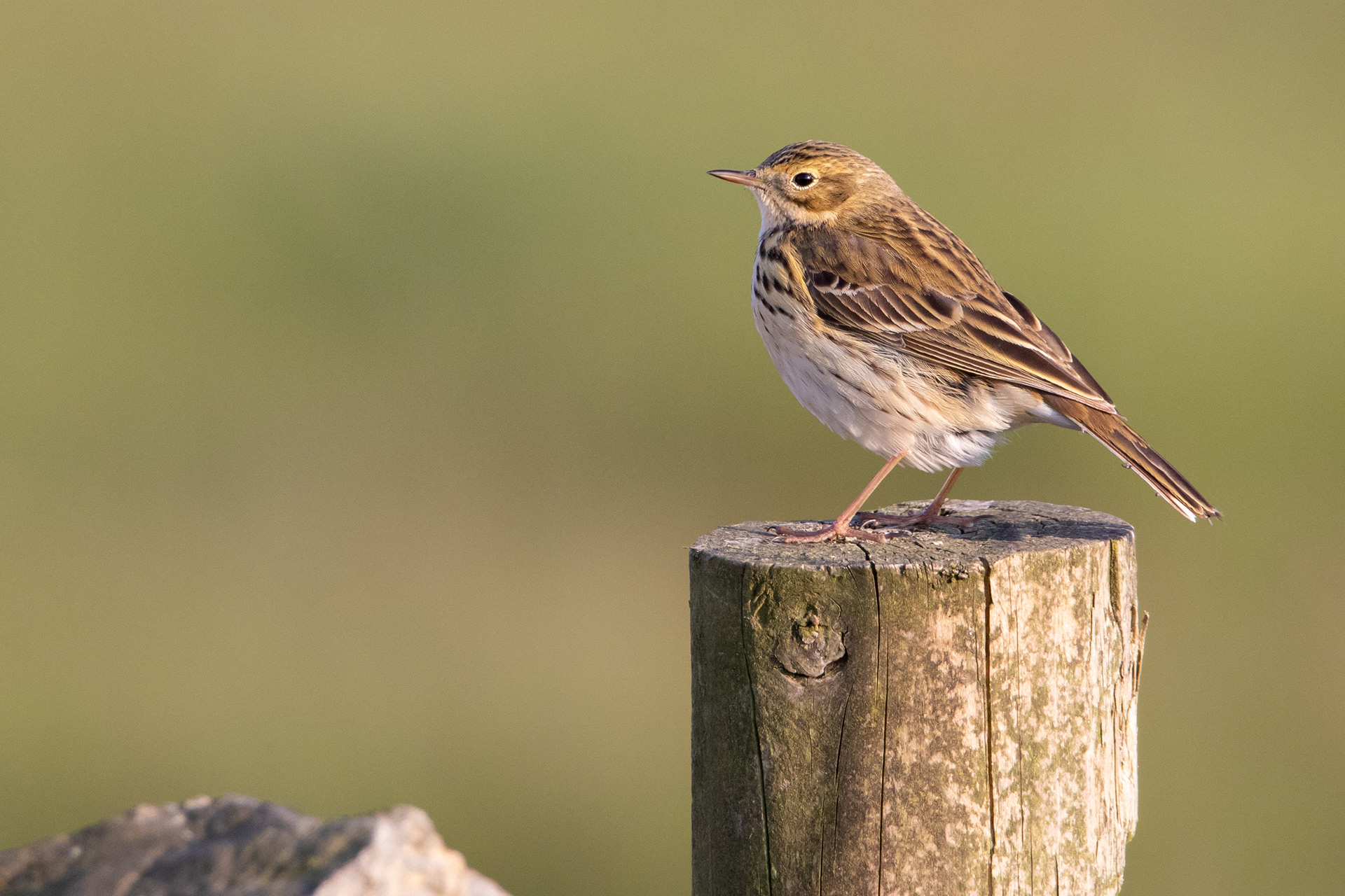 Meadow Pipit