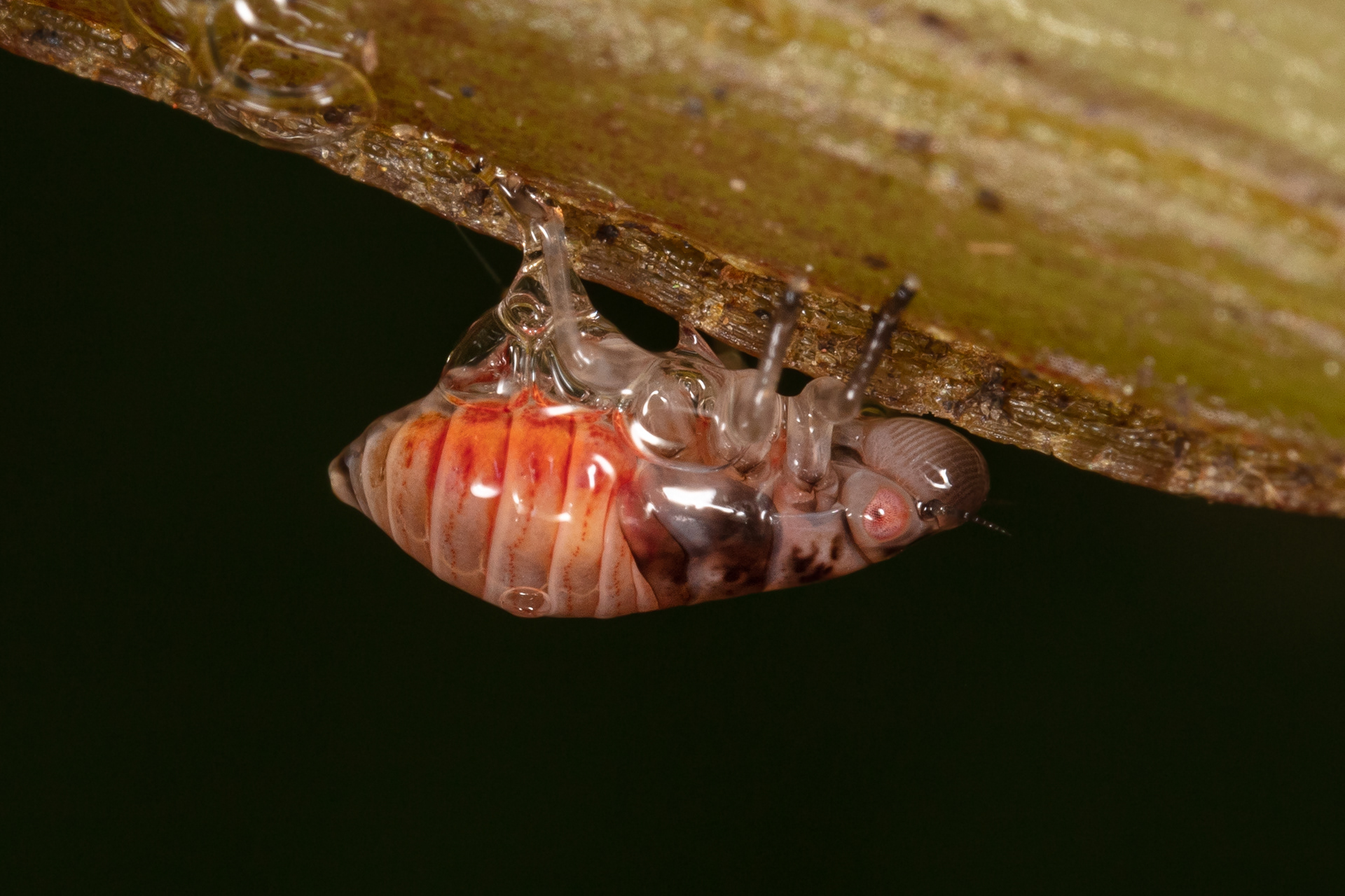 Froghopper Larva