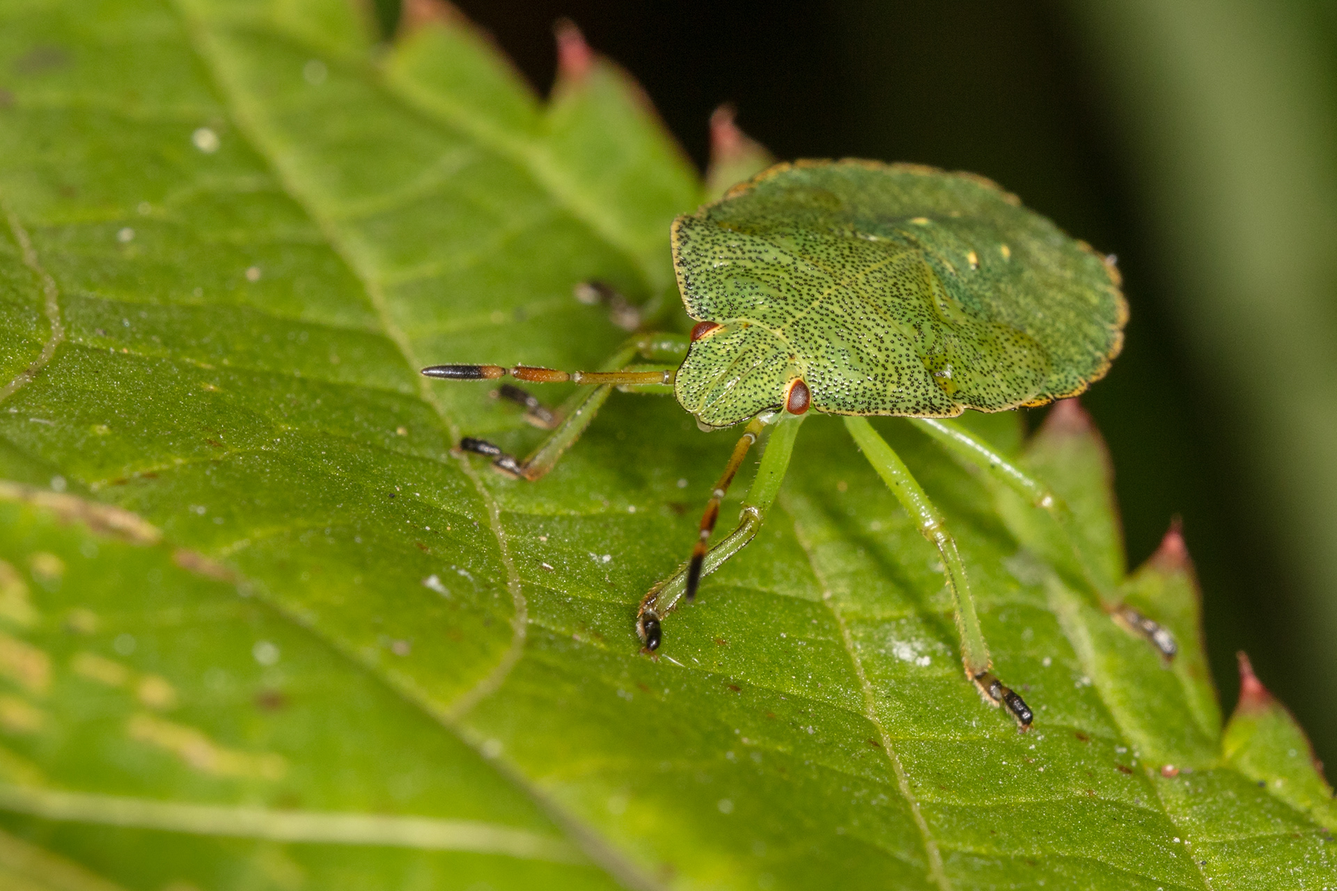 Green Shield Bug
