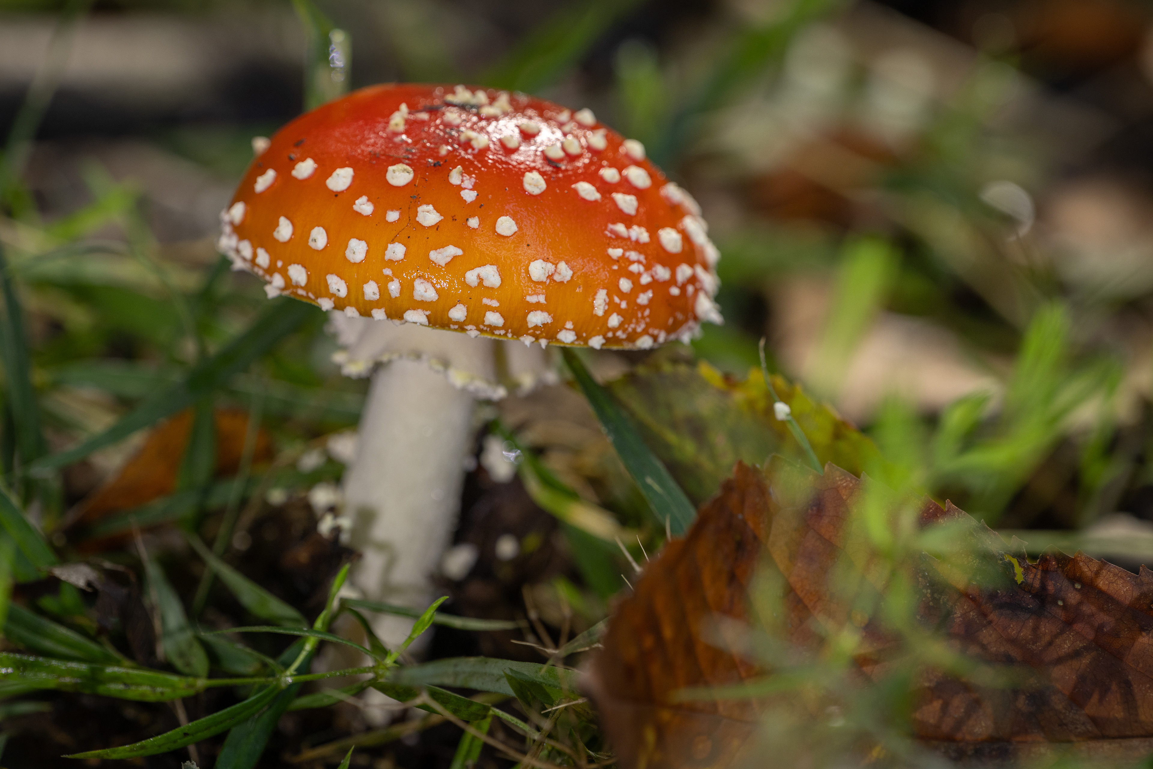 Fly Agaric