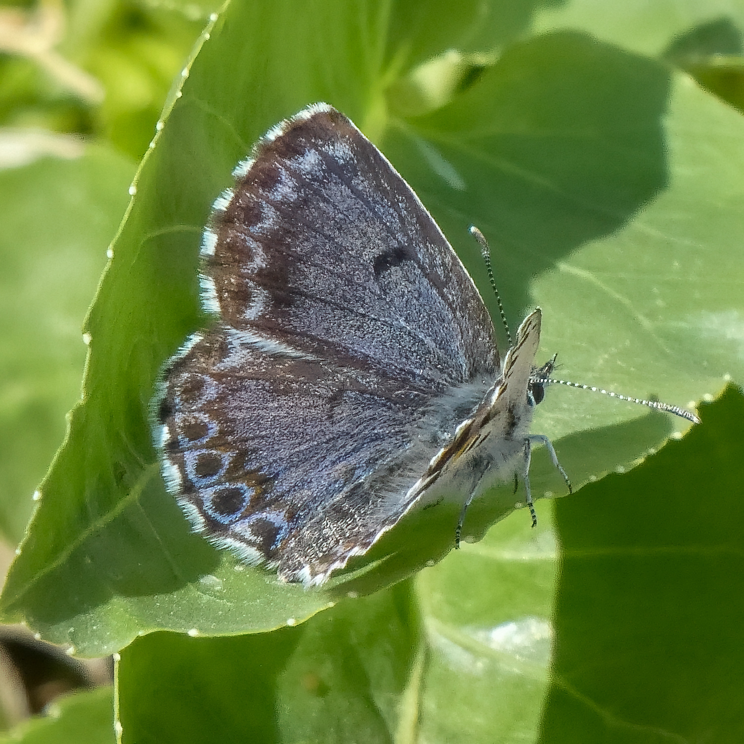 Chequered Blue Butterfly (Montenegro)