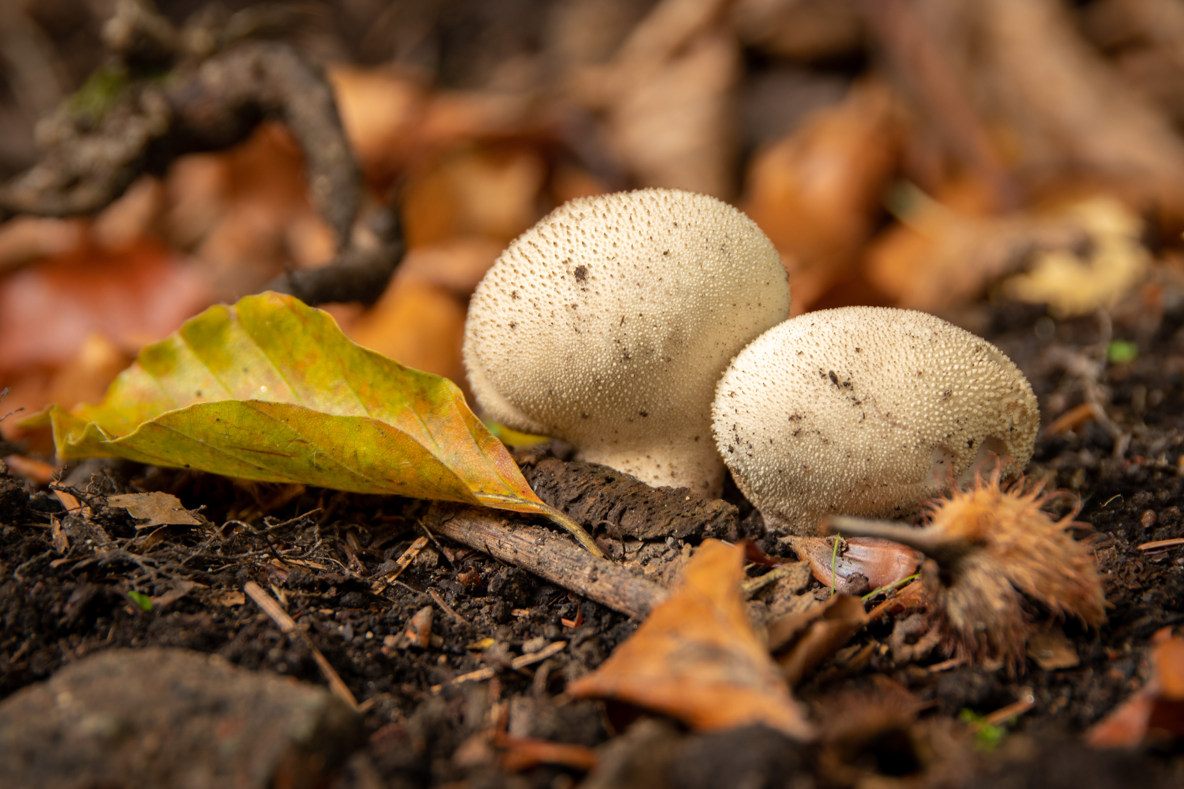Common Puffball