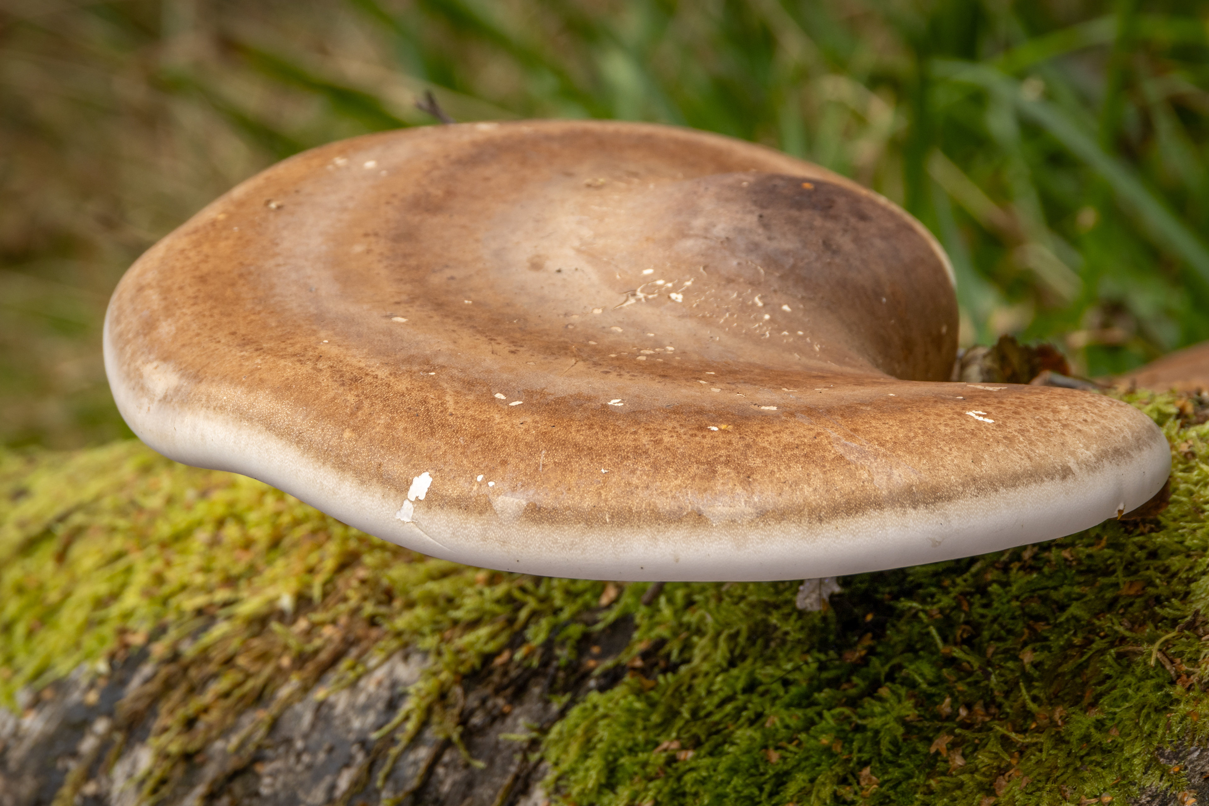 Birch Polypore