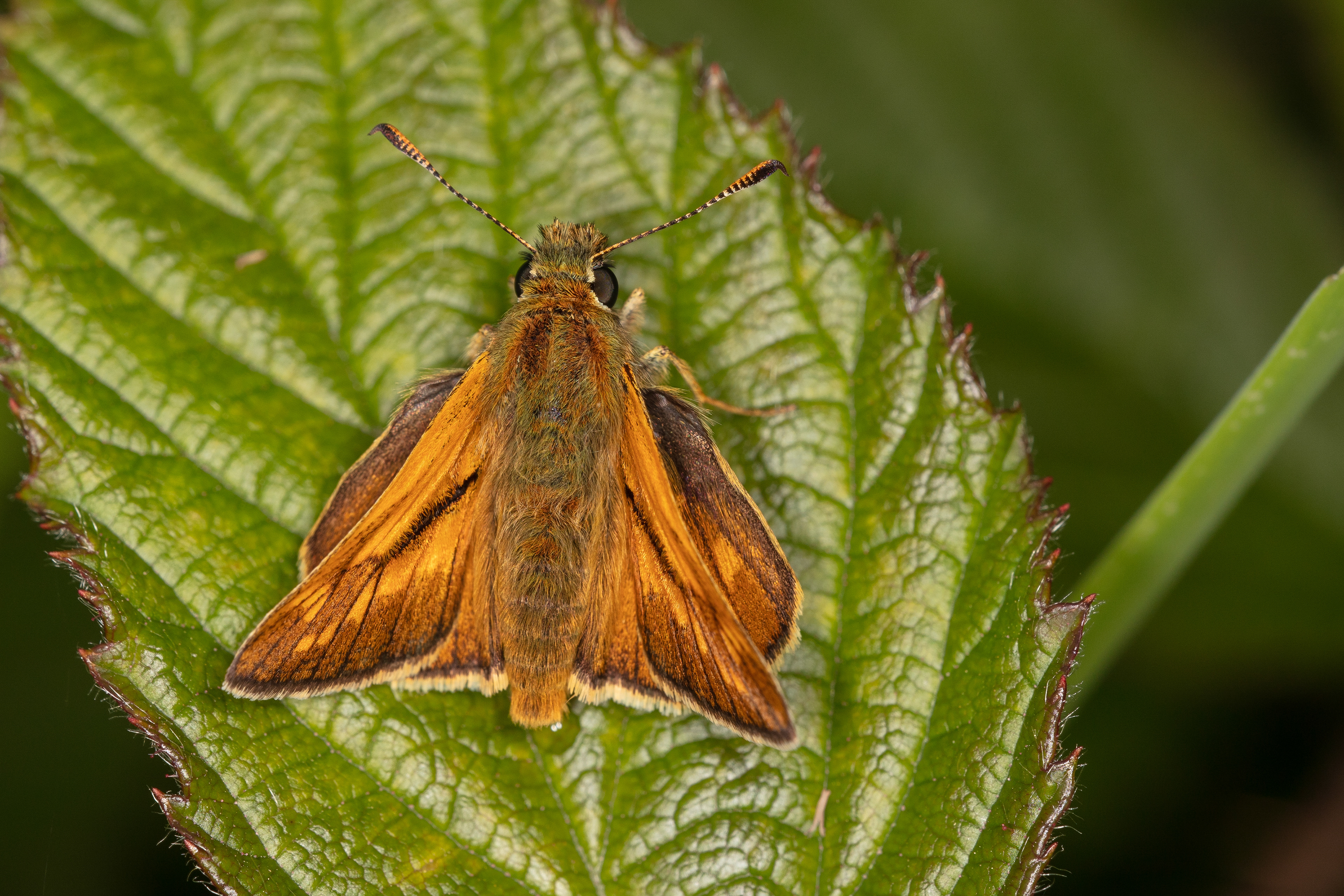 Large Skipper Butterfly