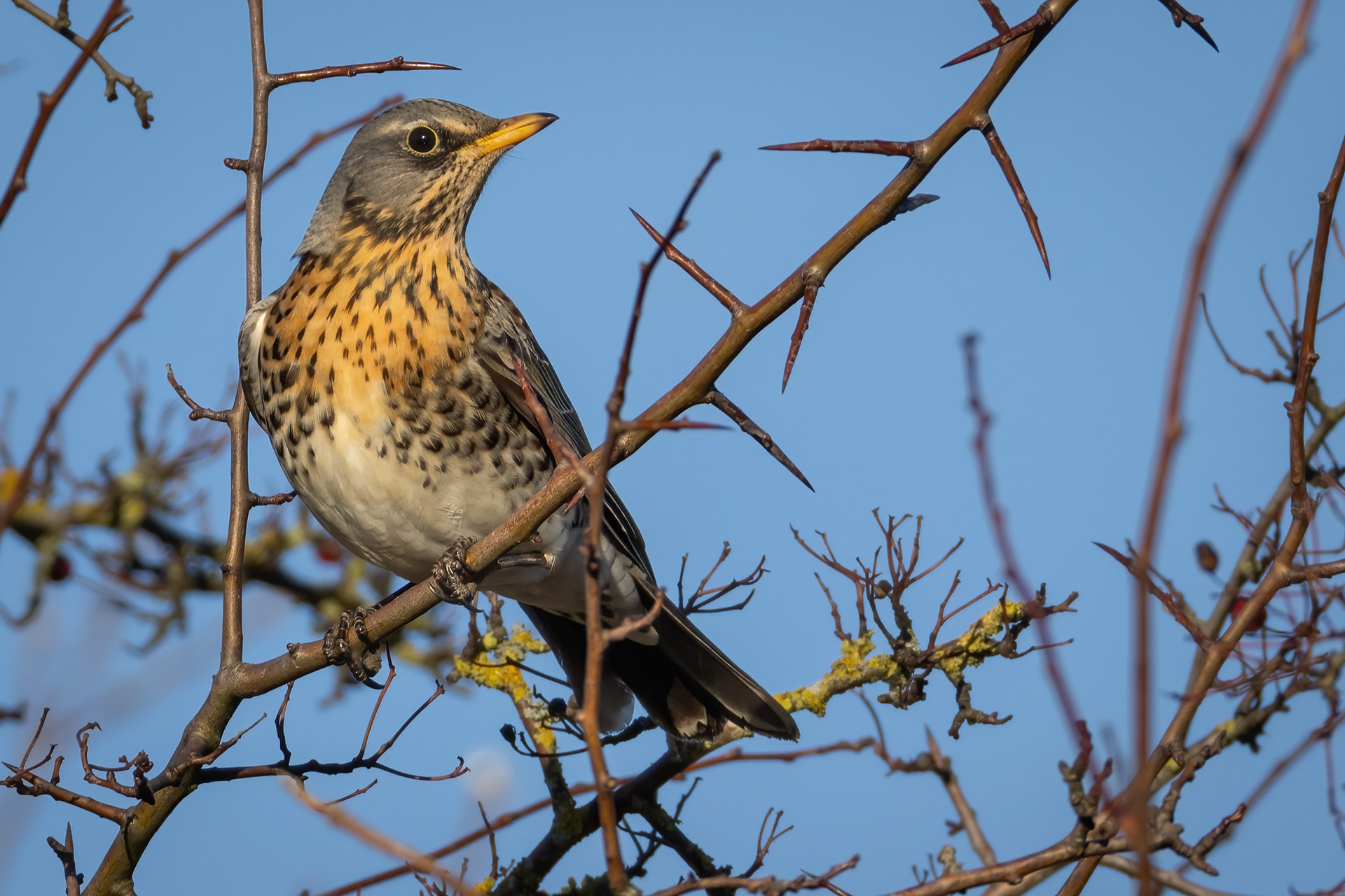 Fieldfare