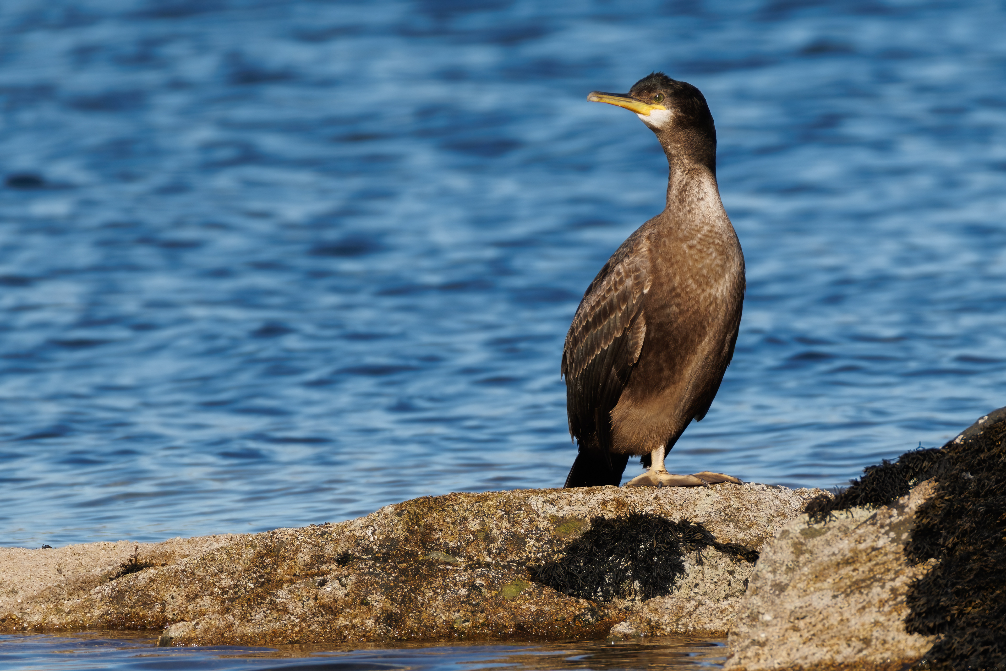 Cormorant