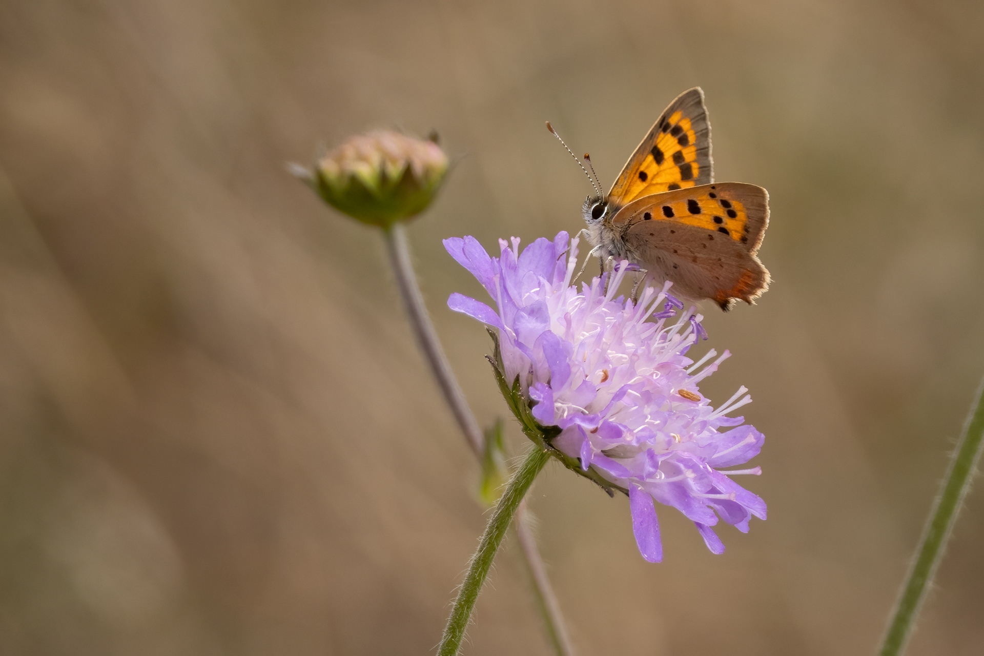 Small Copper Butterfly