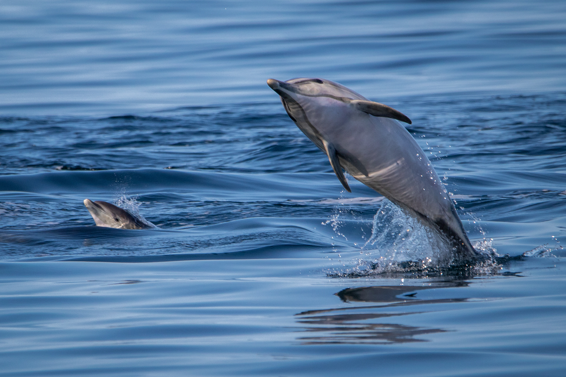 Common Bottlenose Dolphins
