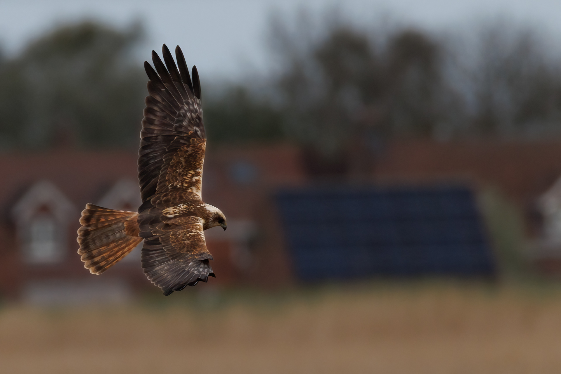 Marsh Harrier (female)