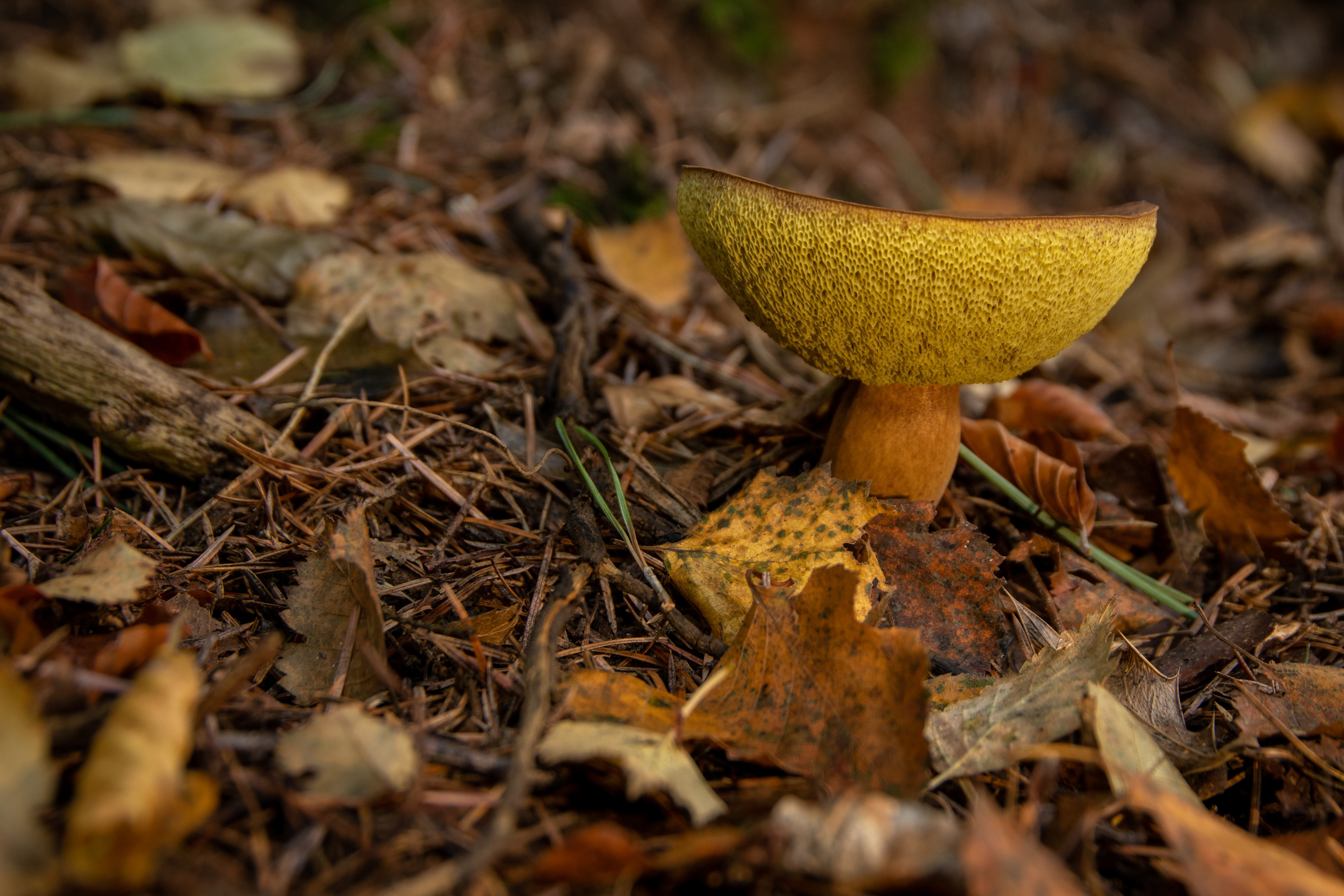 Bay Bolete