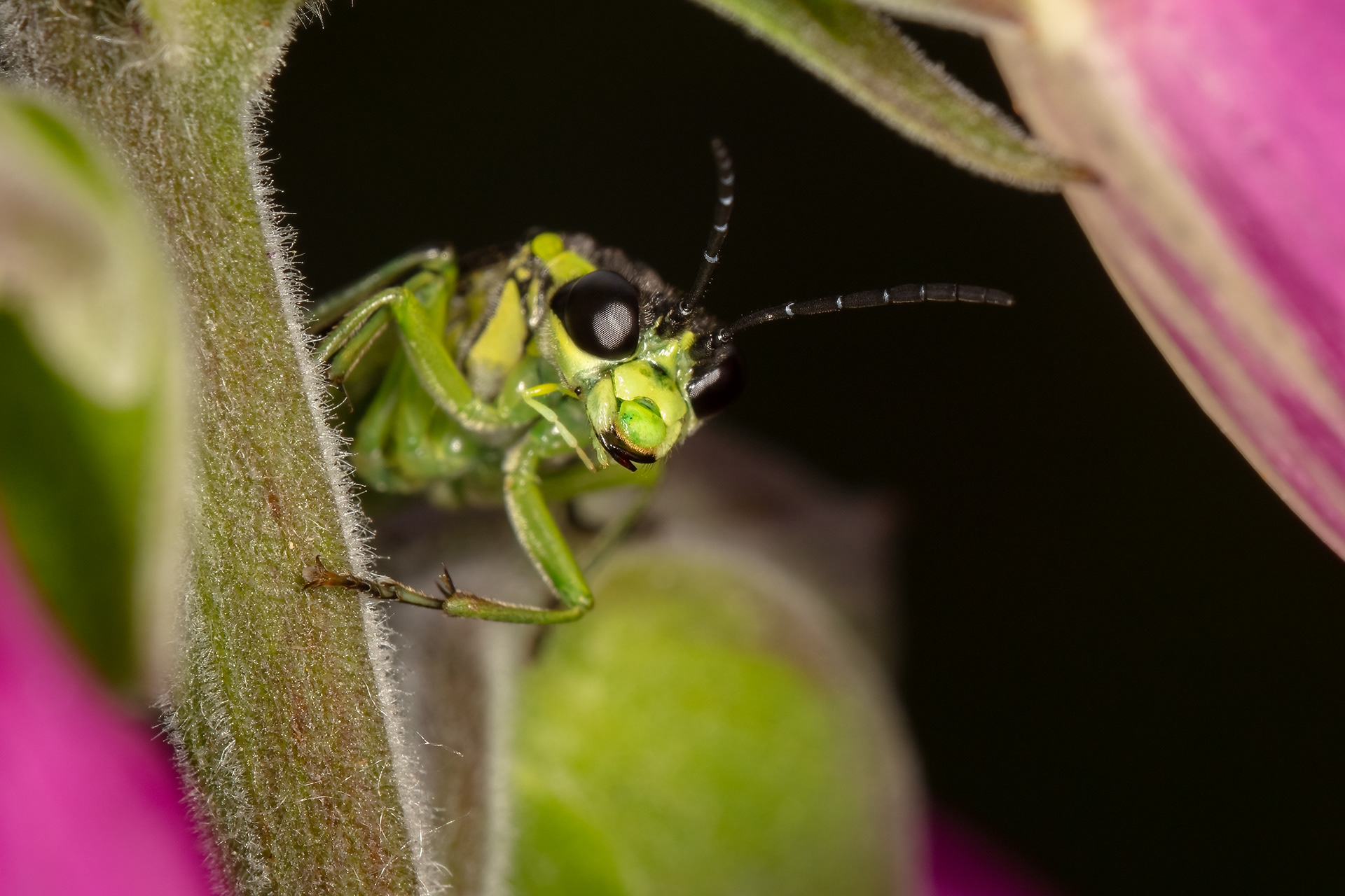 Green Sawfly