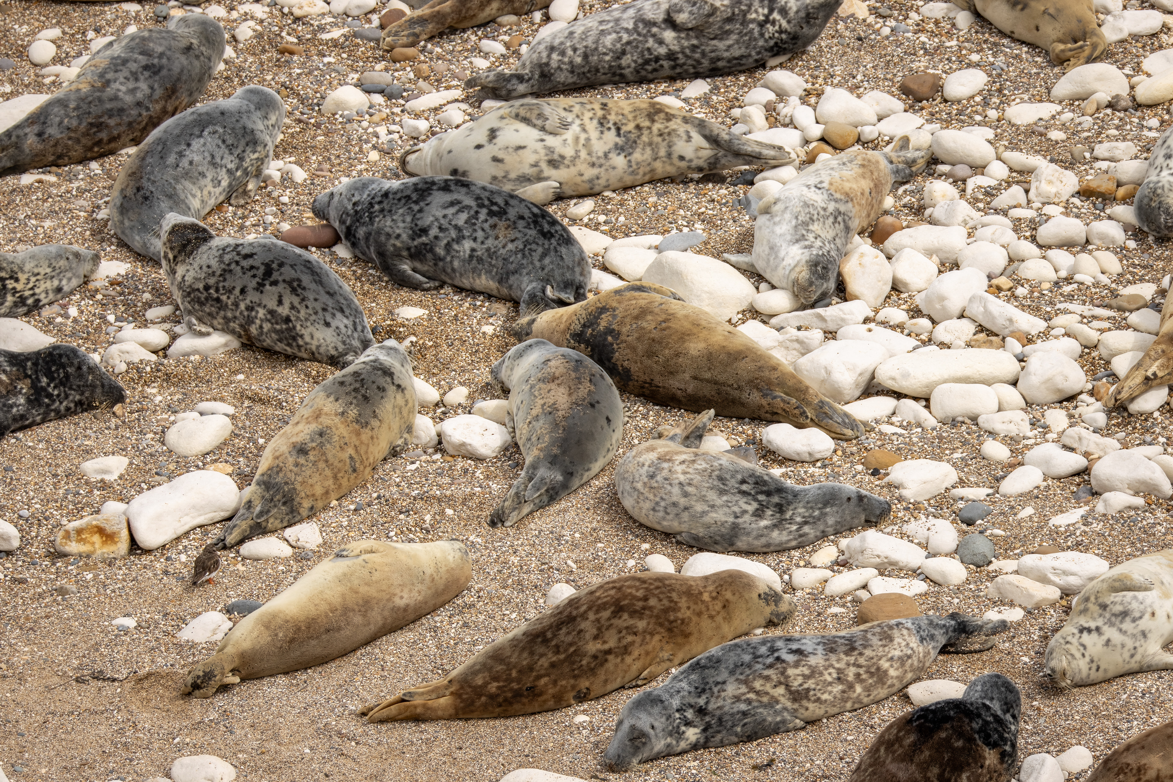 Seals (Flamborough South Landing)