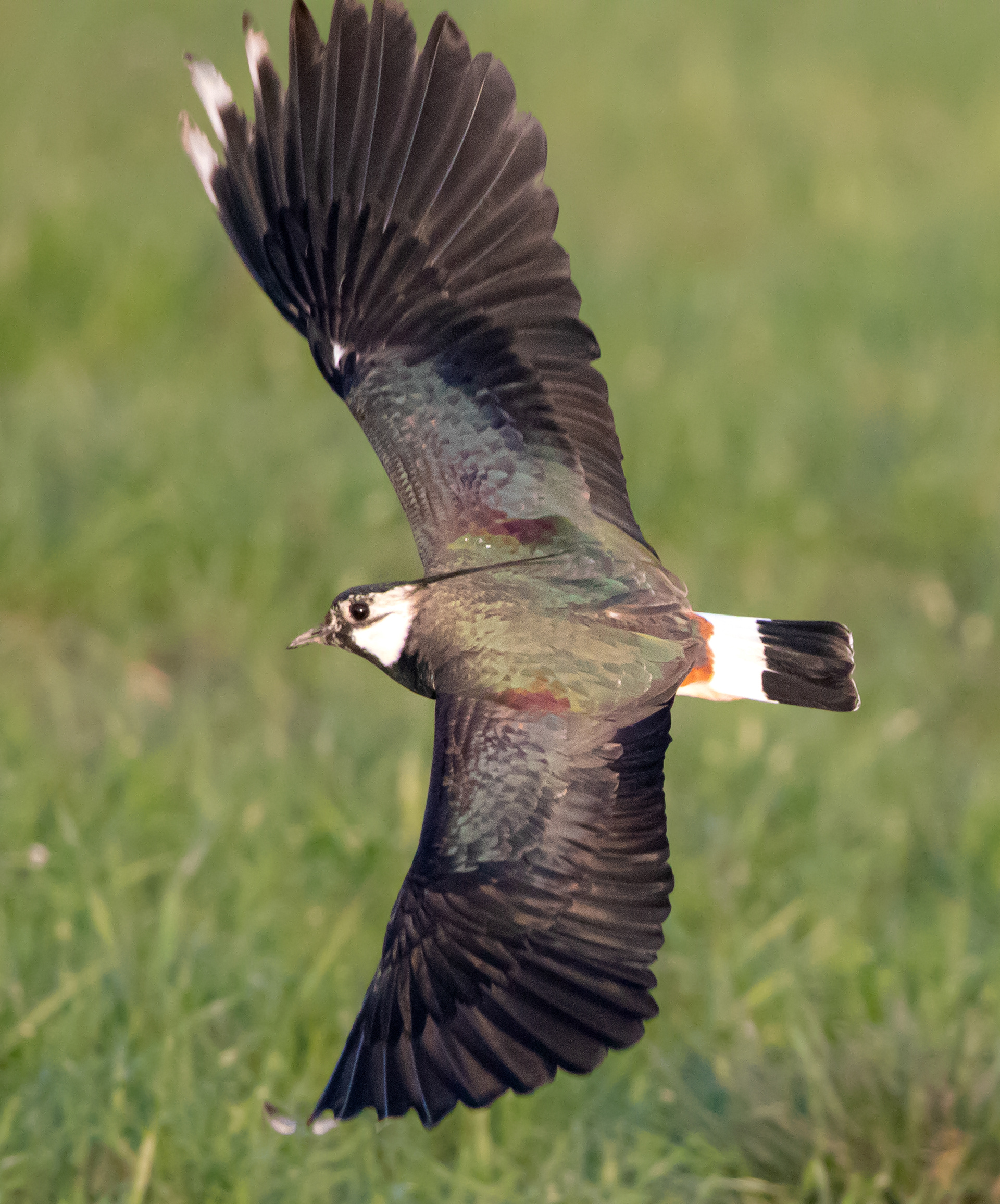 Lapwing