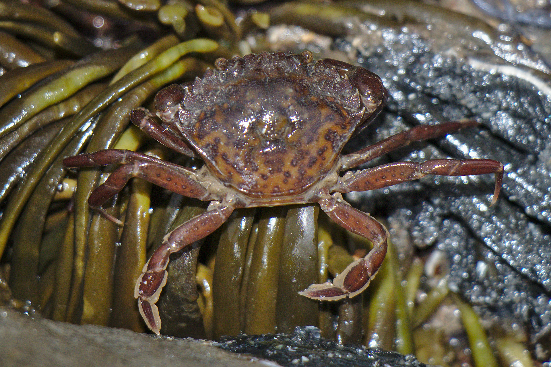 Crab