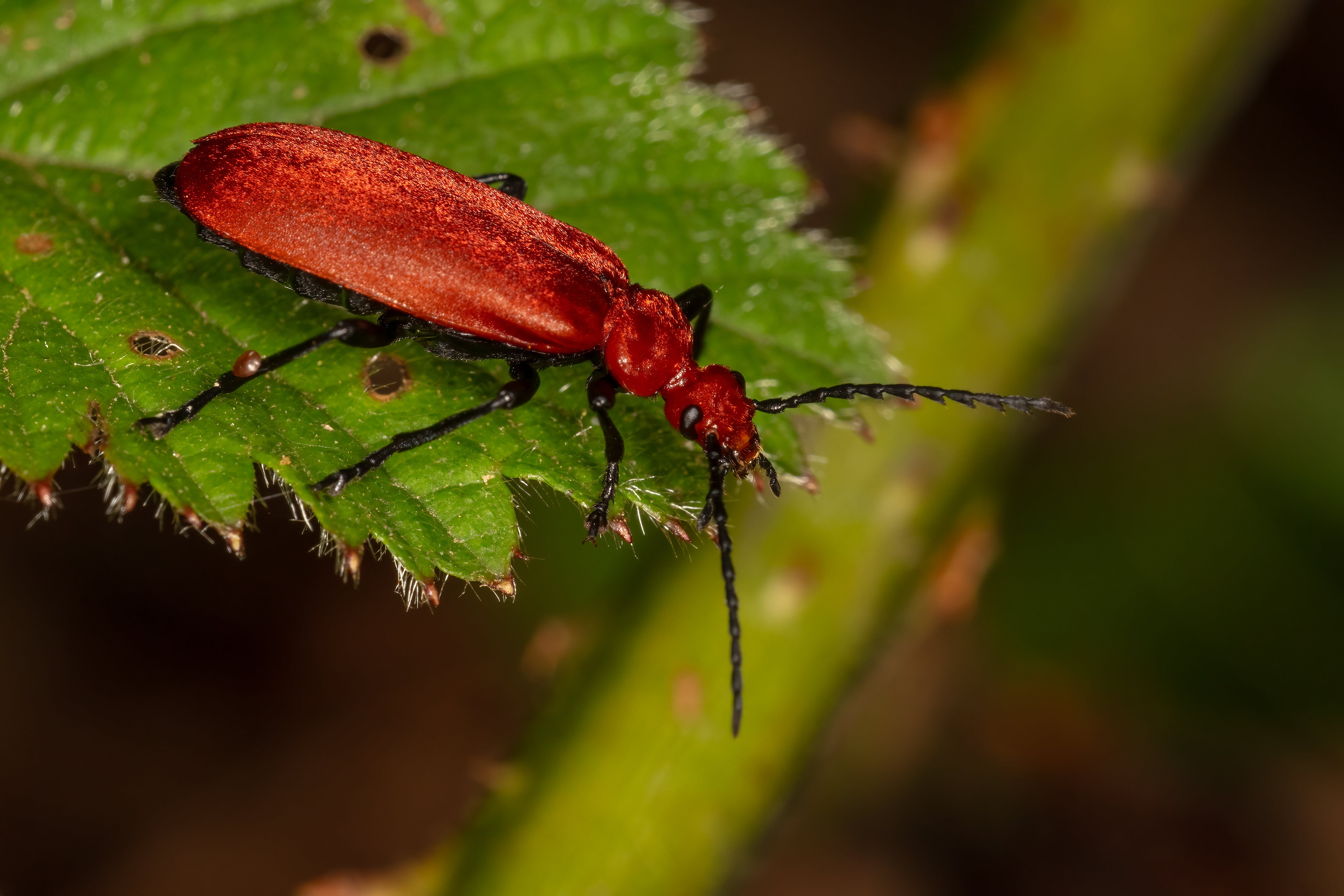 Cardinal Beetle