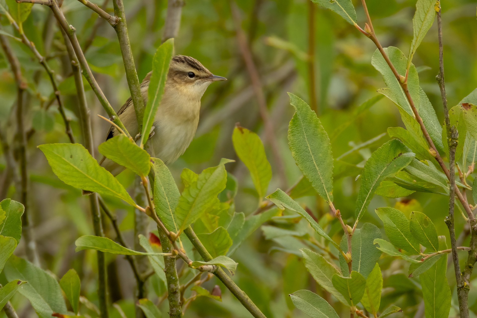 Sedge Warbler