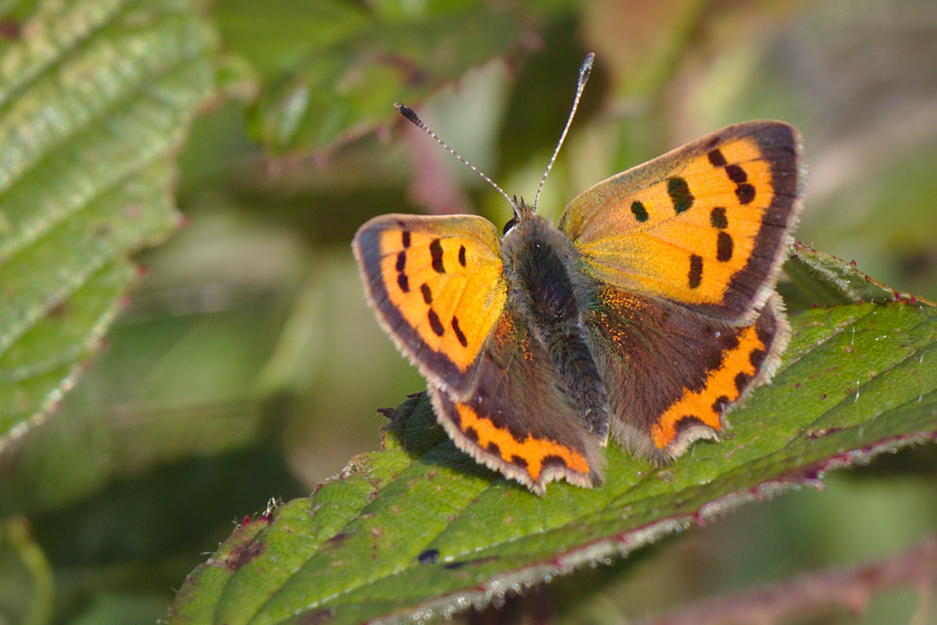 Small Copper Butterfly