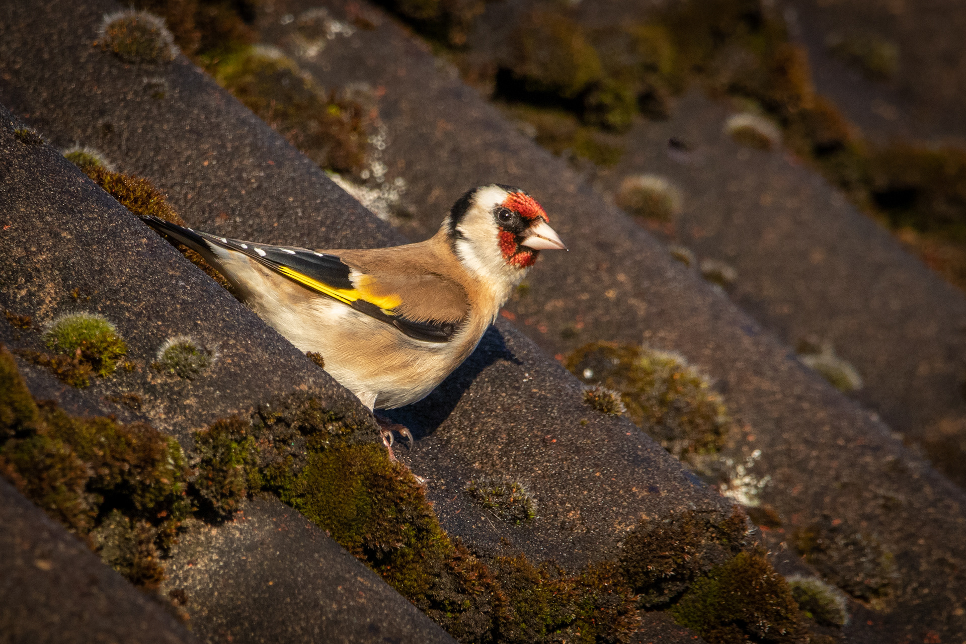 Goldfinch