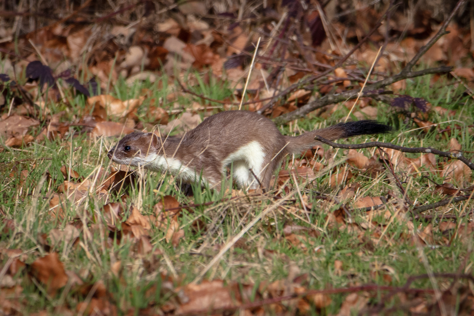 Stoat