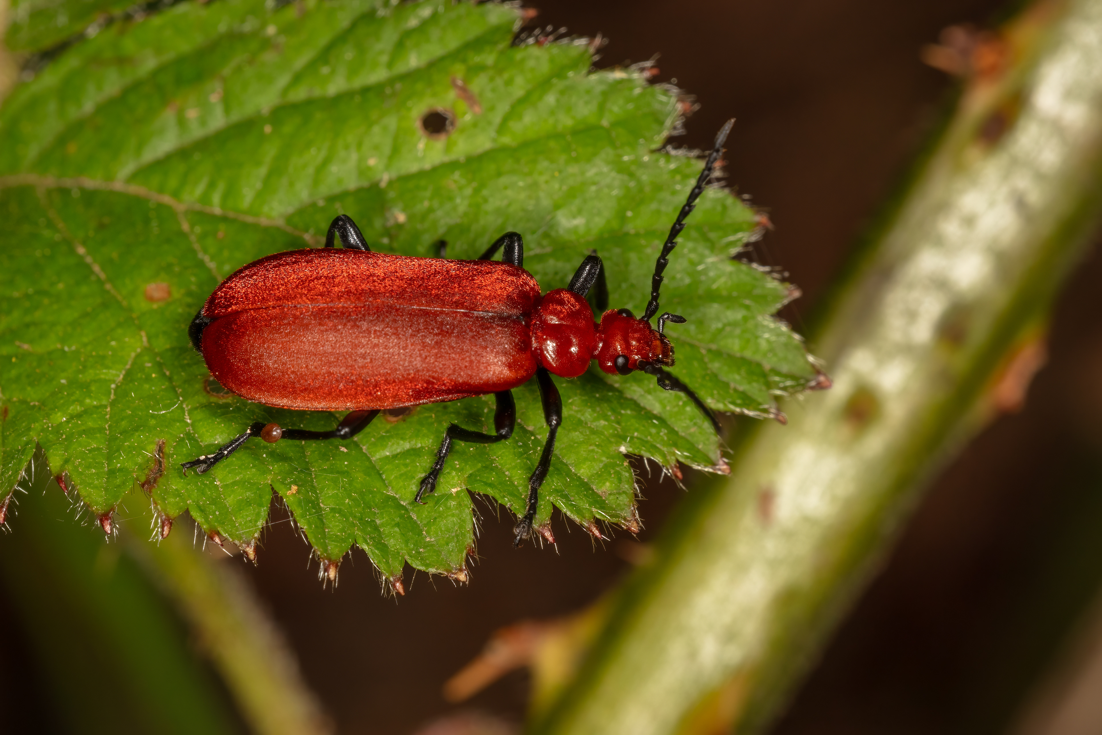 Cardinal Beetle