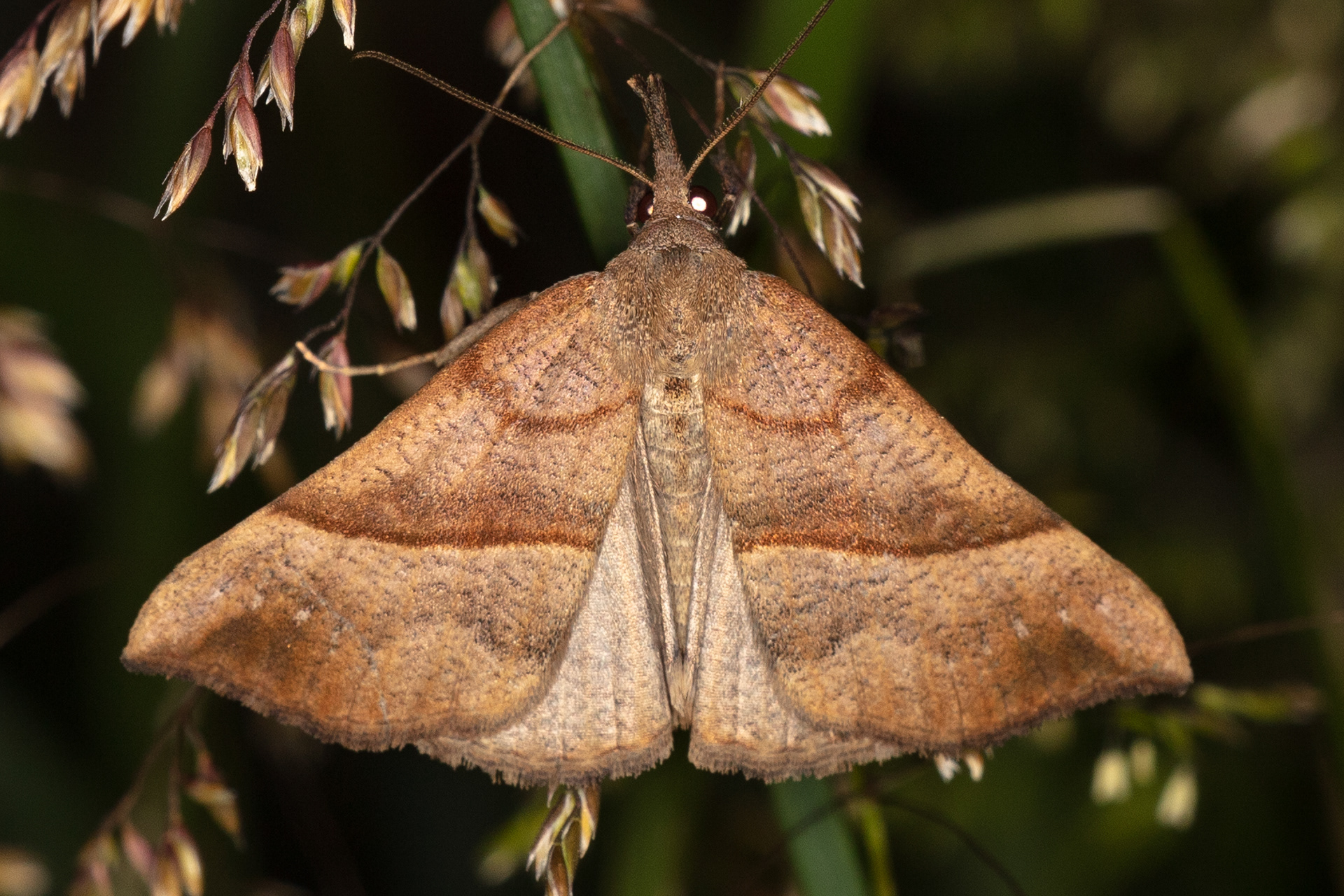 Snout Moth