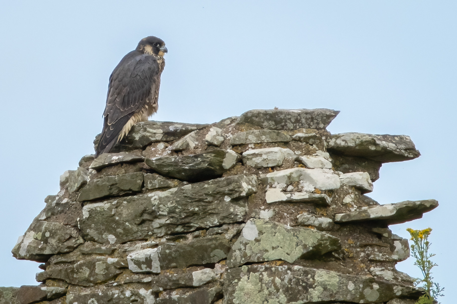 Peregrine Falcon