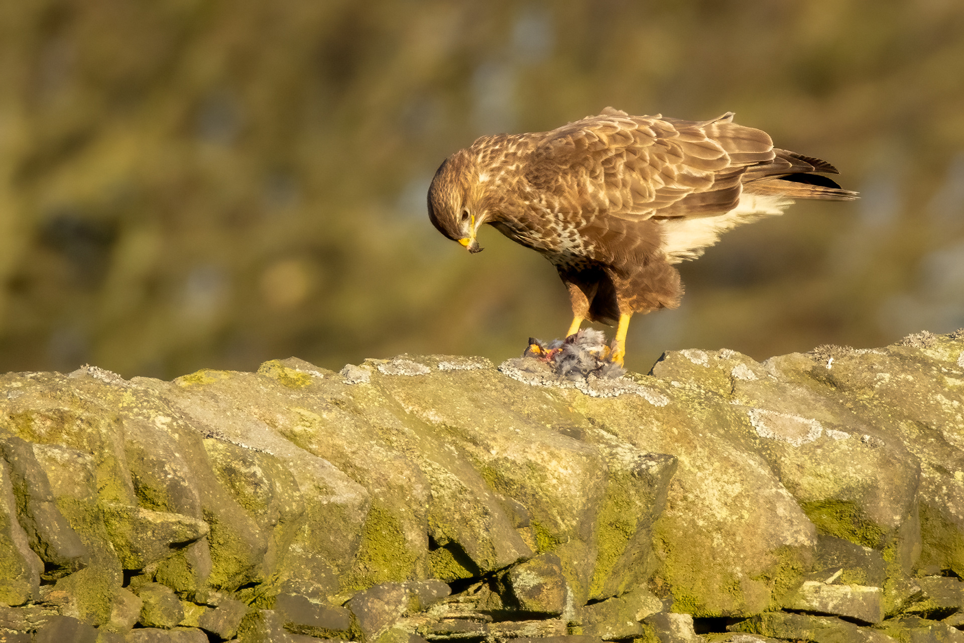 Buzzard with prey