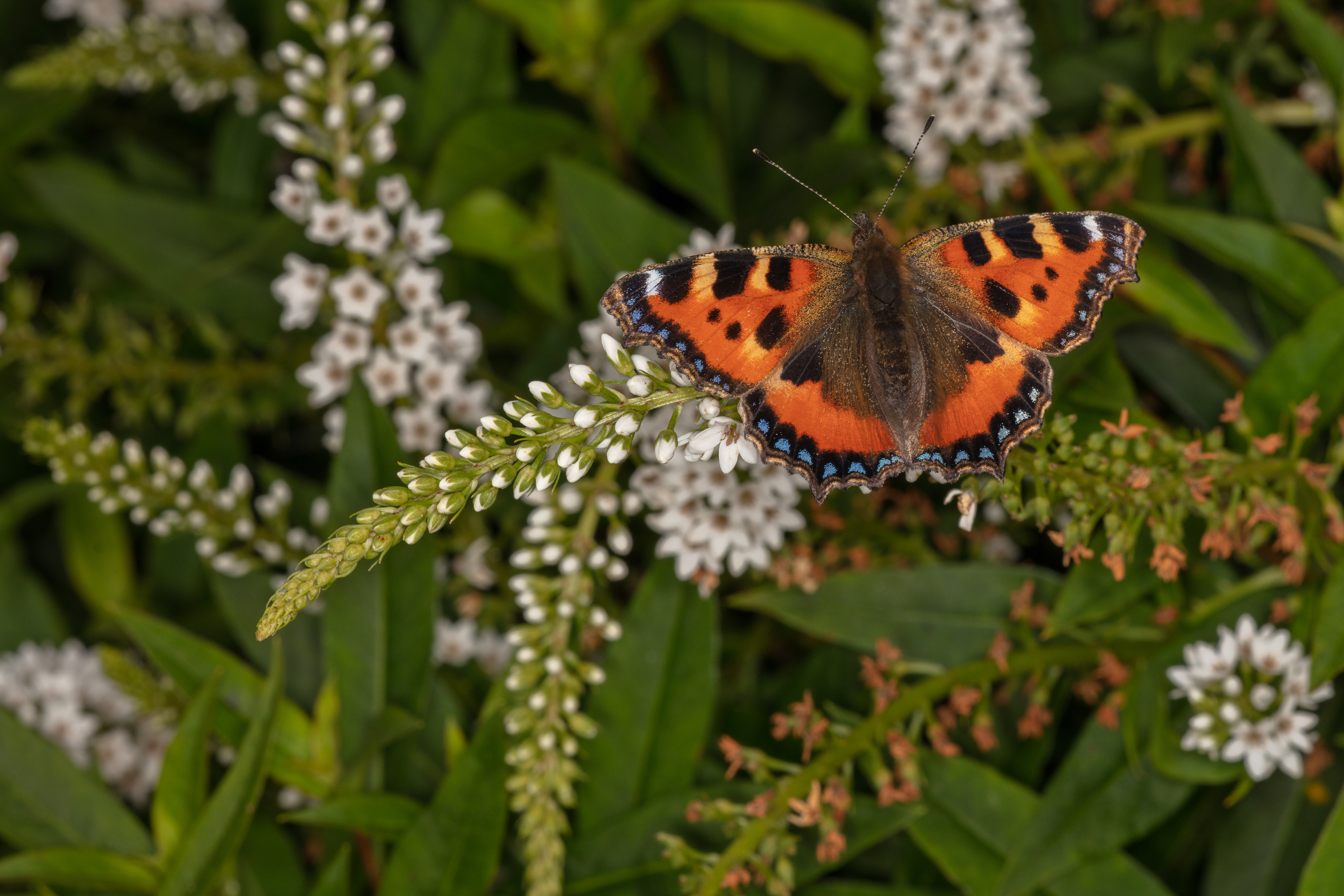 Tortoiseshell Butterfly