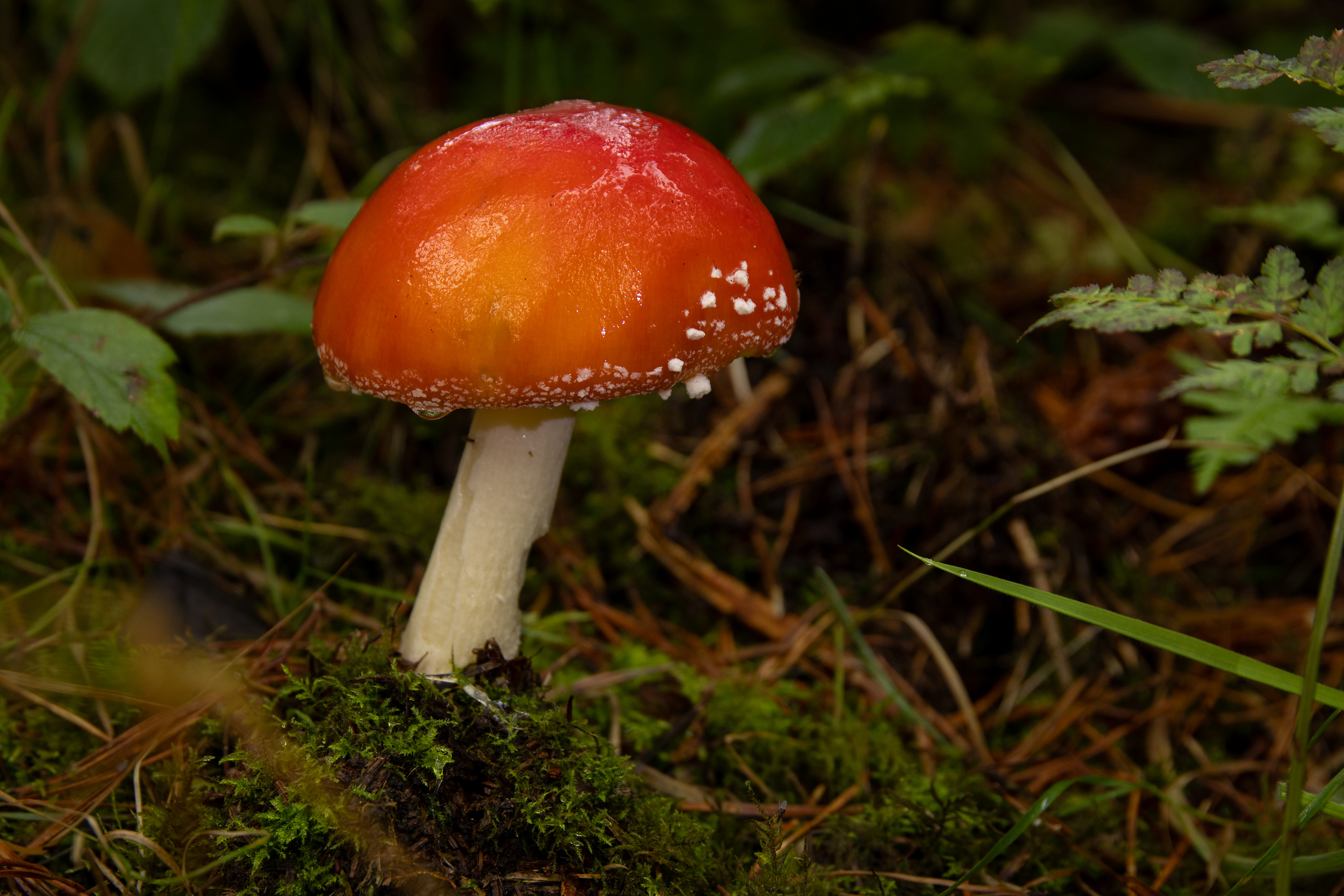 Fly Agaric