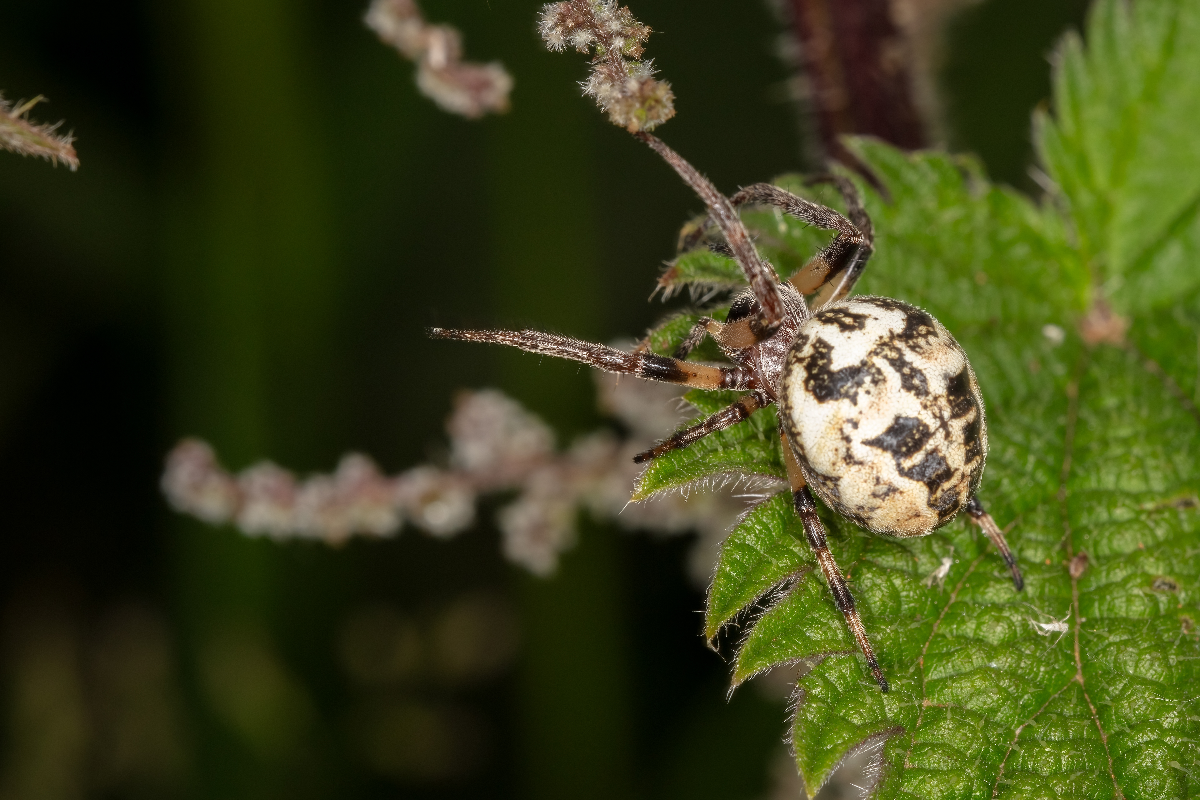 Orb Weaver (Furrow) Spider