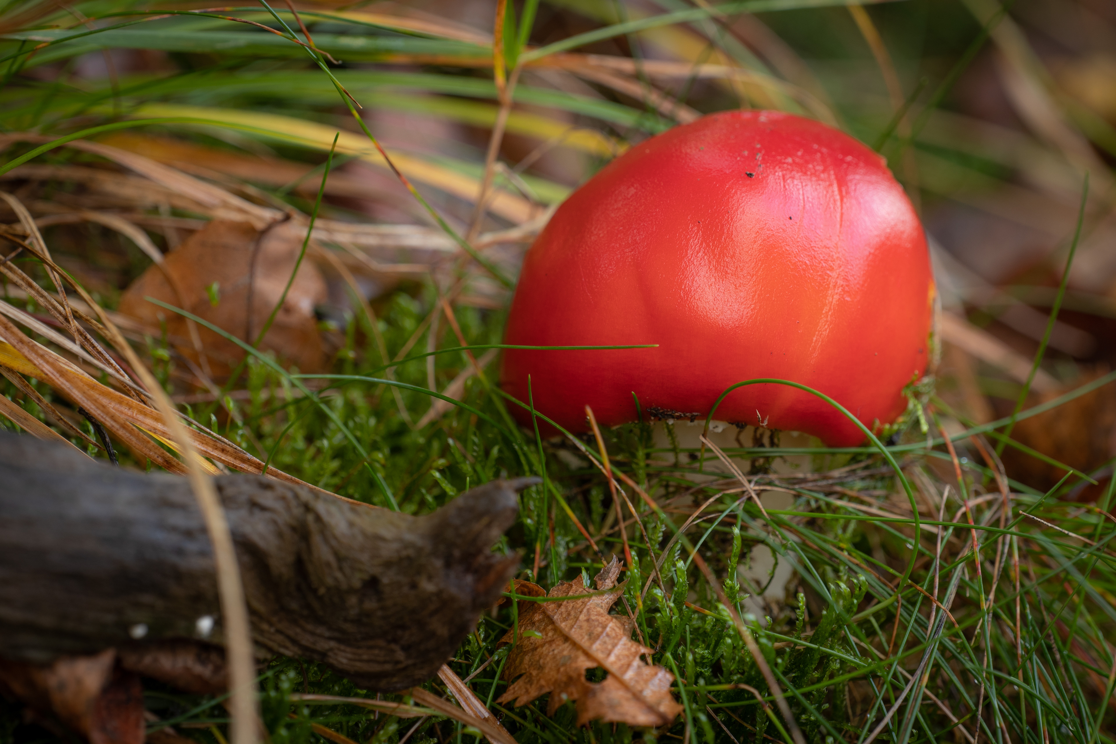 Fly Agaric
