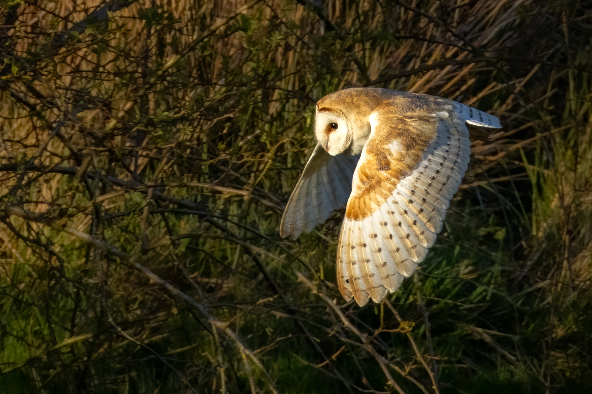 Barn Owl