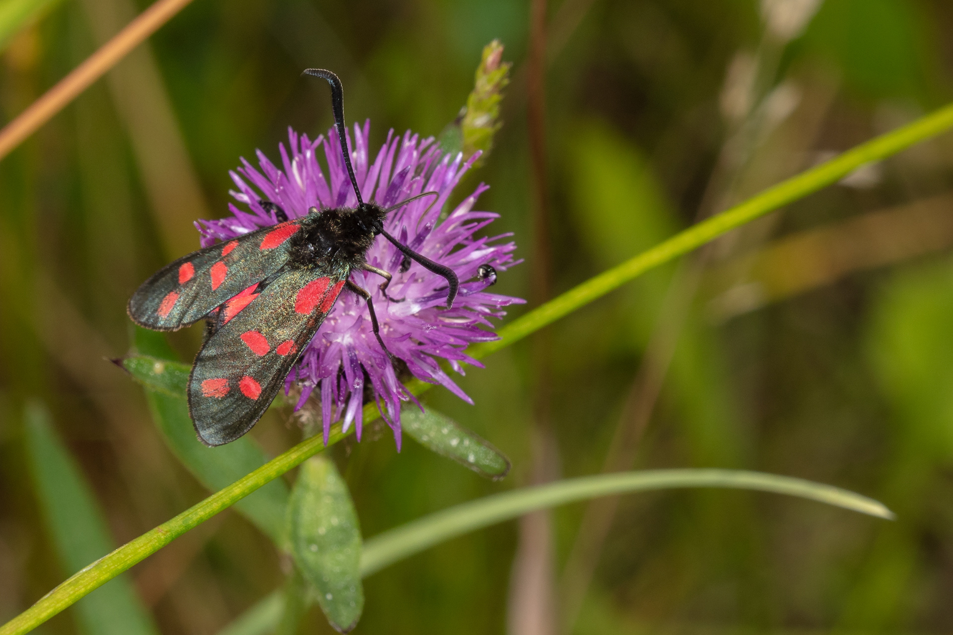 Six-spot Burnet Moth