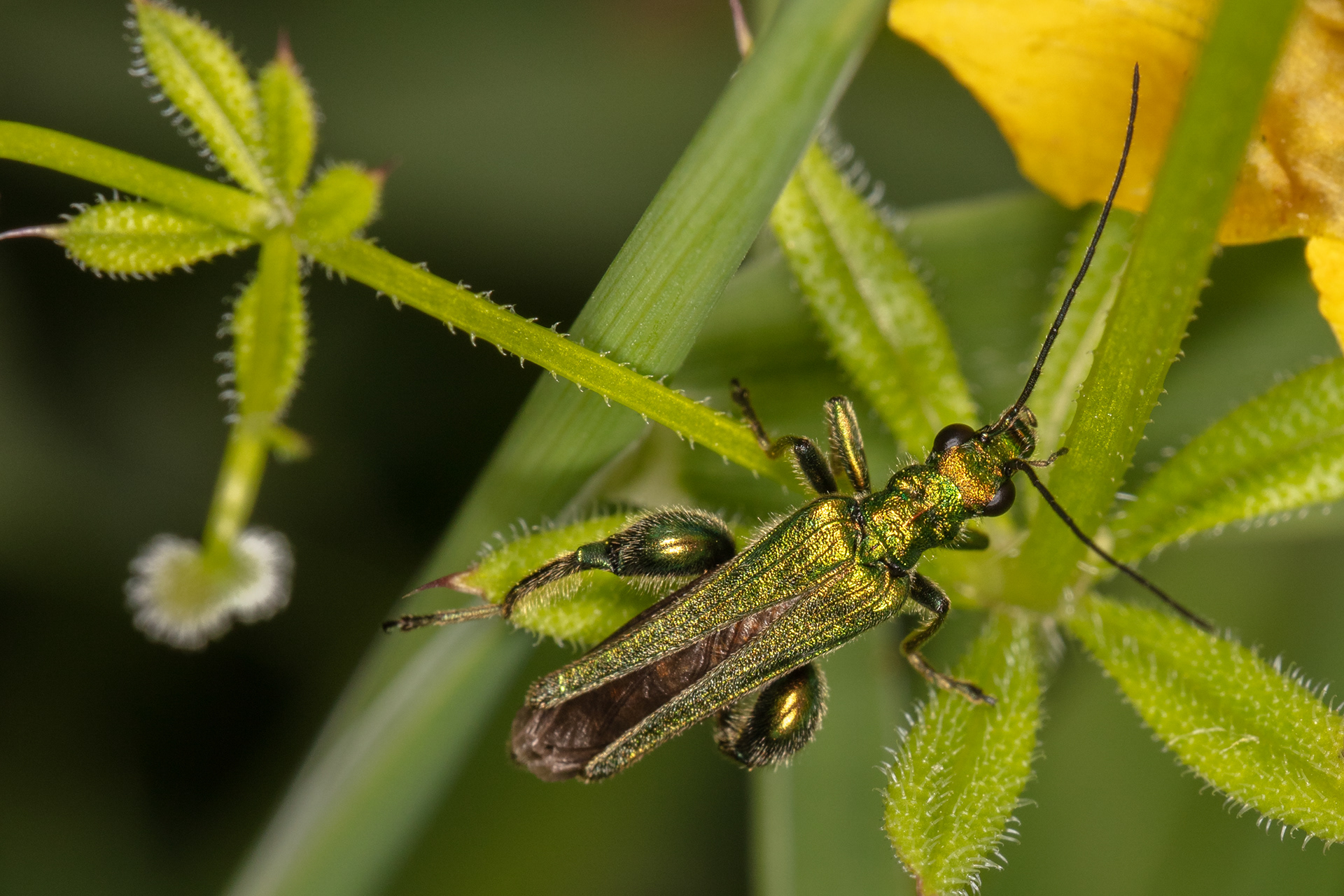 Swollen Thighed Beetle