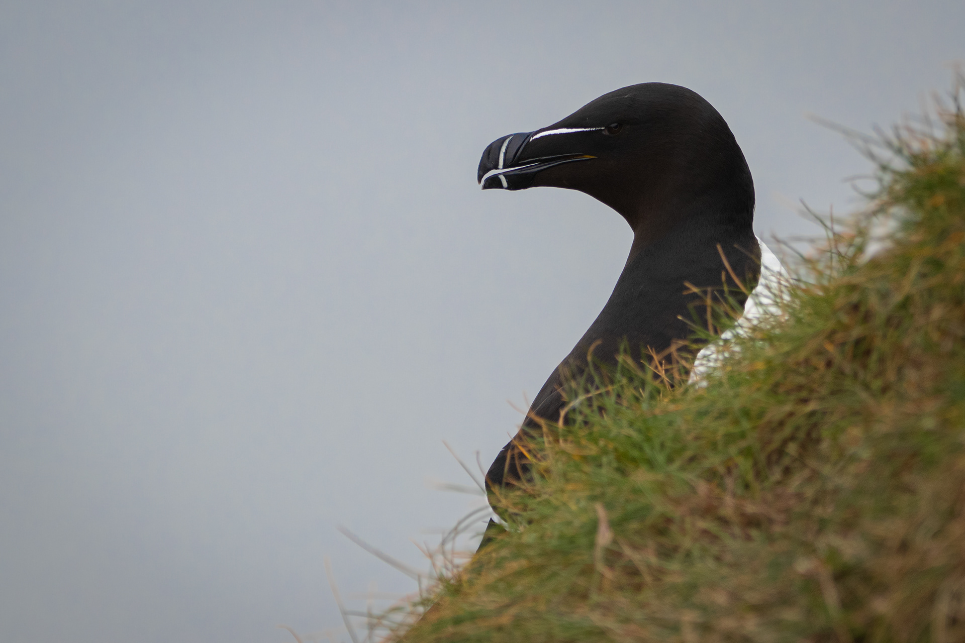 Razorbill