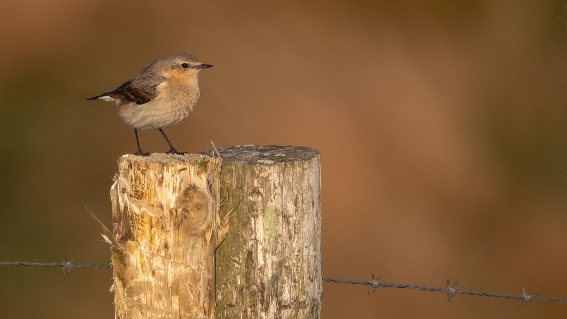 Wheatear