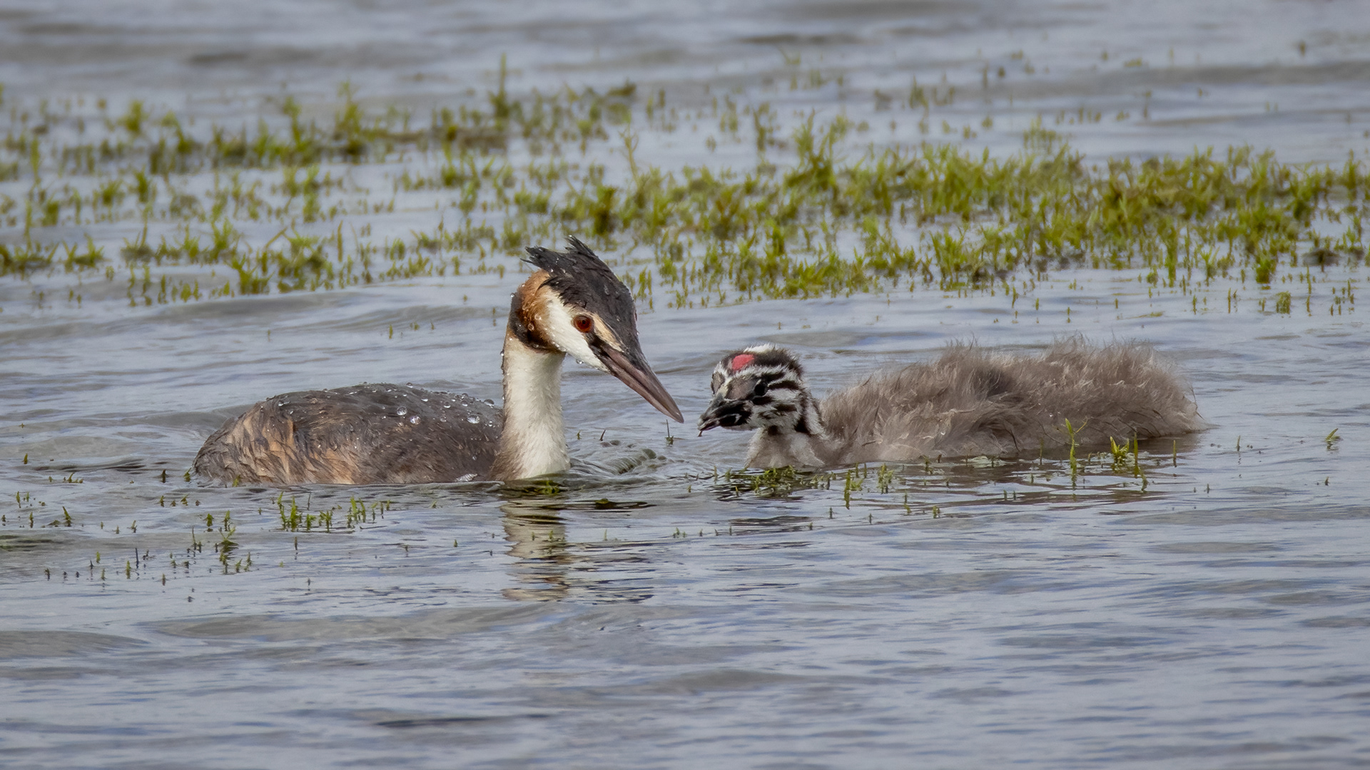 Great Crested Grebe and Juvenile