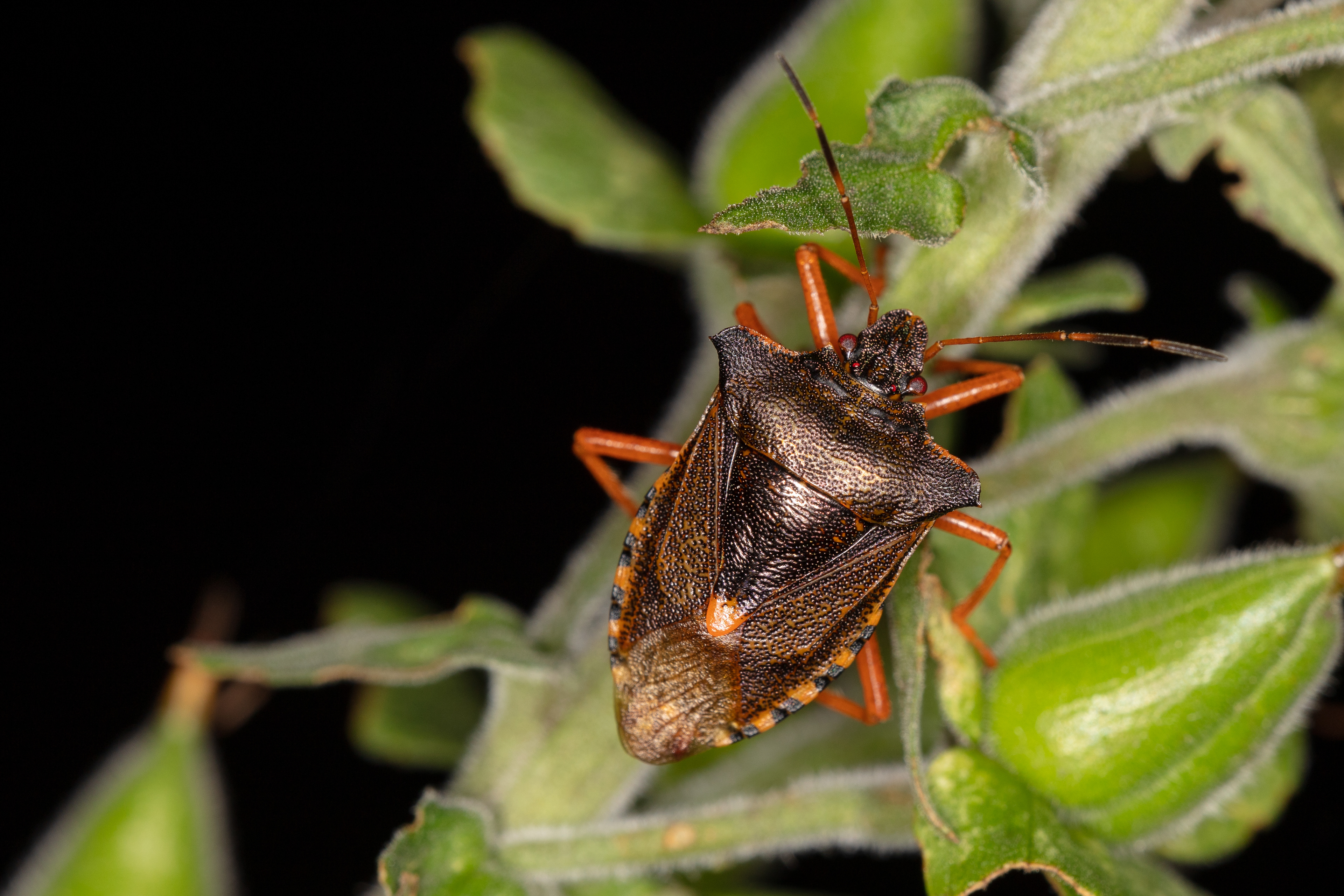 Red-legged (or Forest) Shield Bug